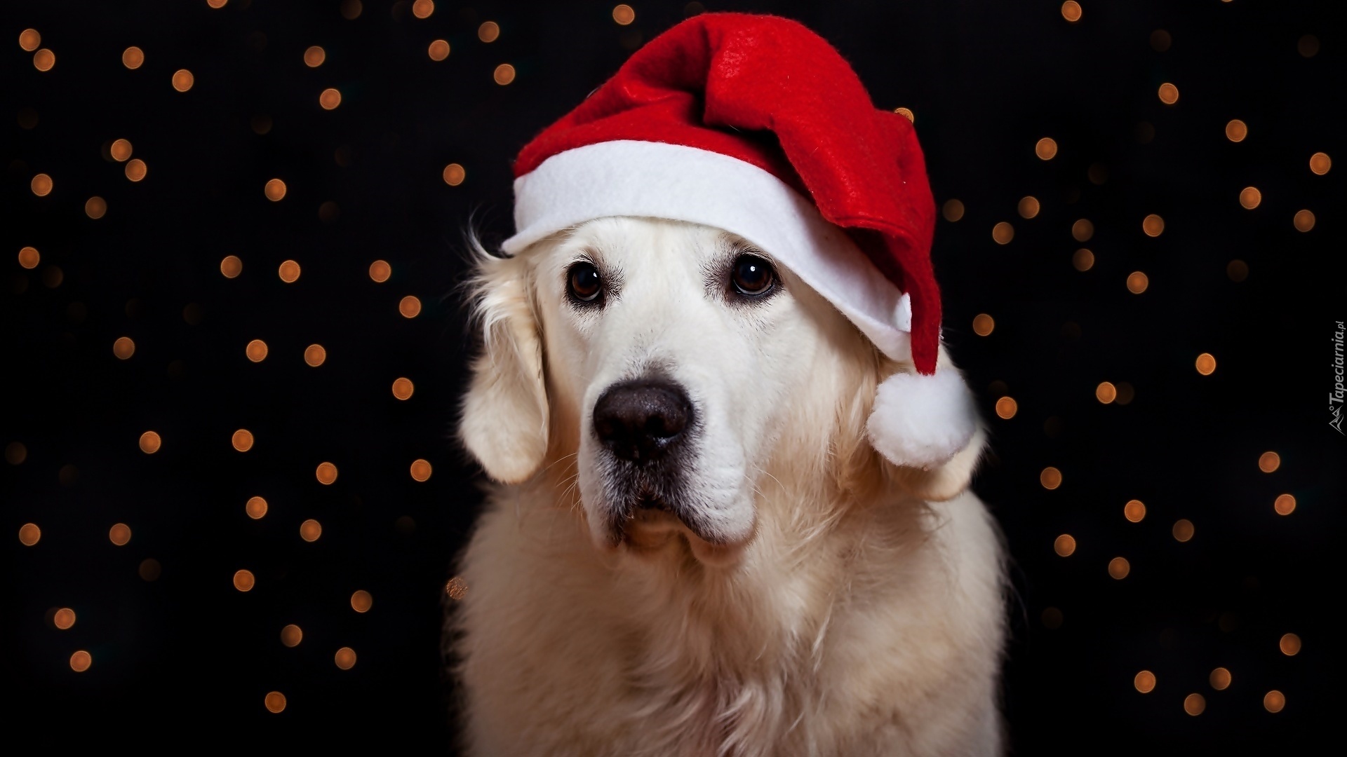 Świąteczny, Golden Retriever, Czapeczka