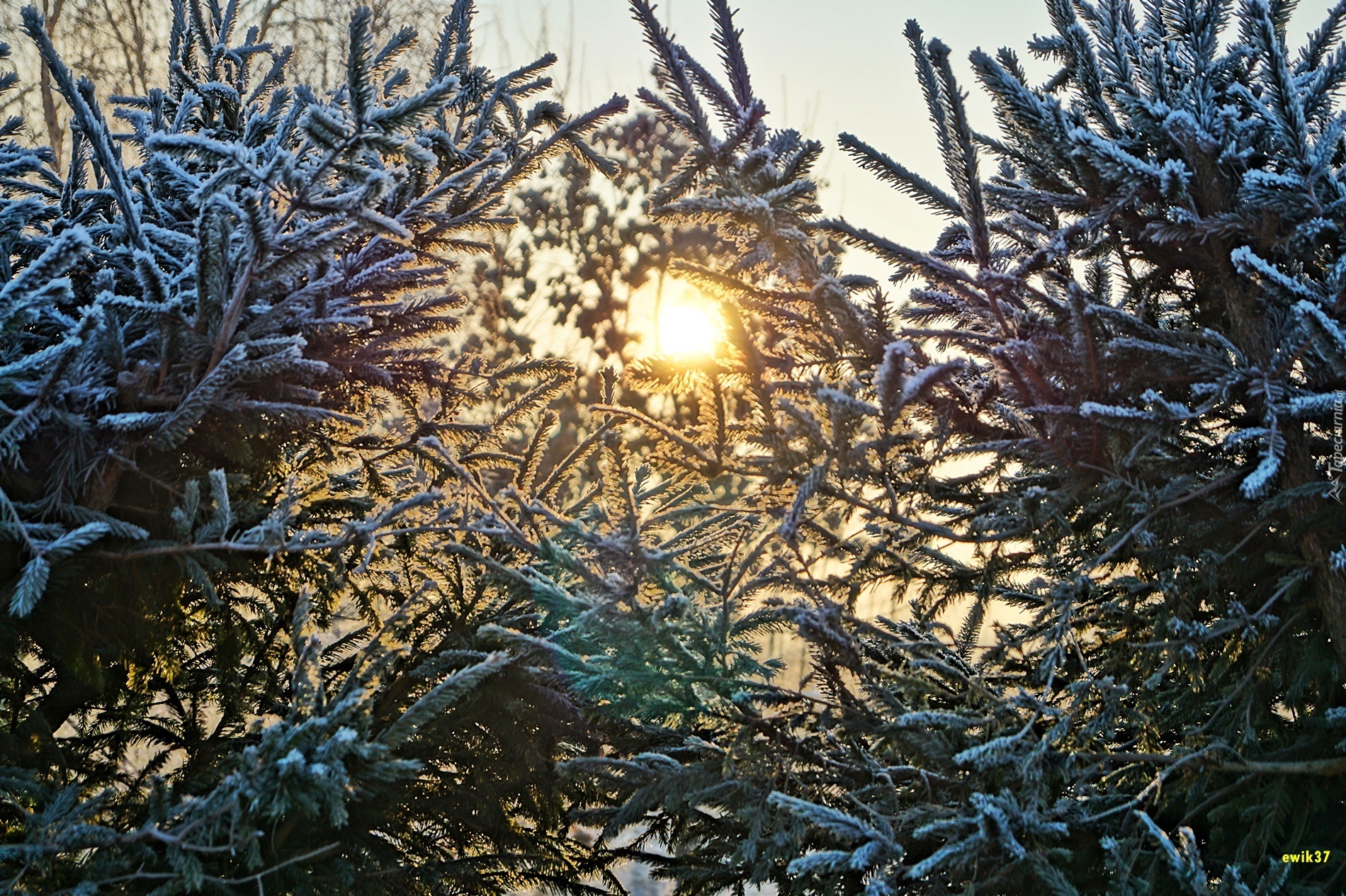 Zima, Słońce, Świerki