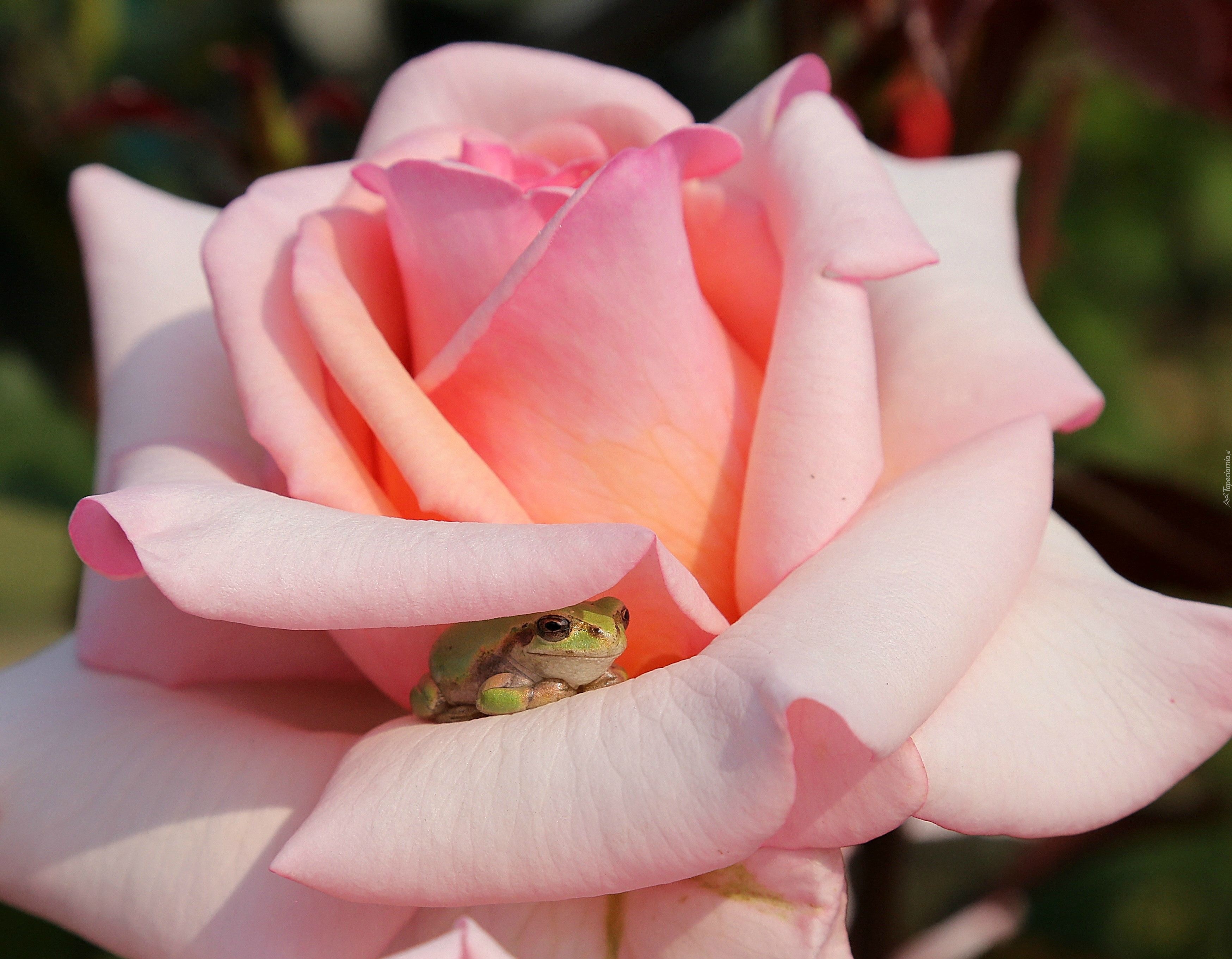 Róża, Żaba