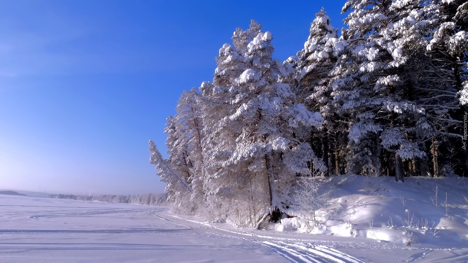 Zima, Ośnieżone , Drzewa, Śnieg