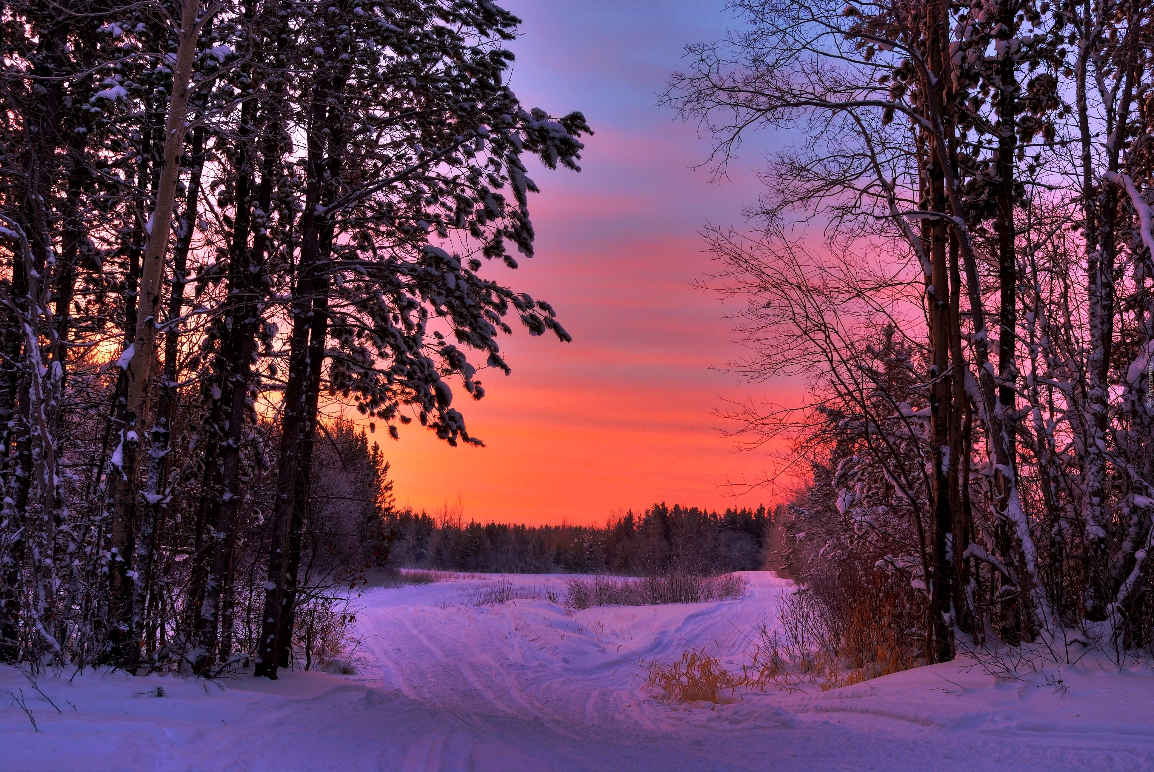 6 вечера зимой. Зимний лес вечером. Зимний закат. Закат в зимнем лесу. Рассвет зимой.
