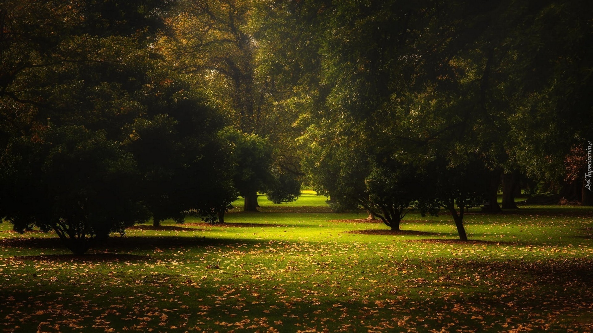 Jesień, Promienie Słońca, Park