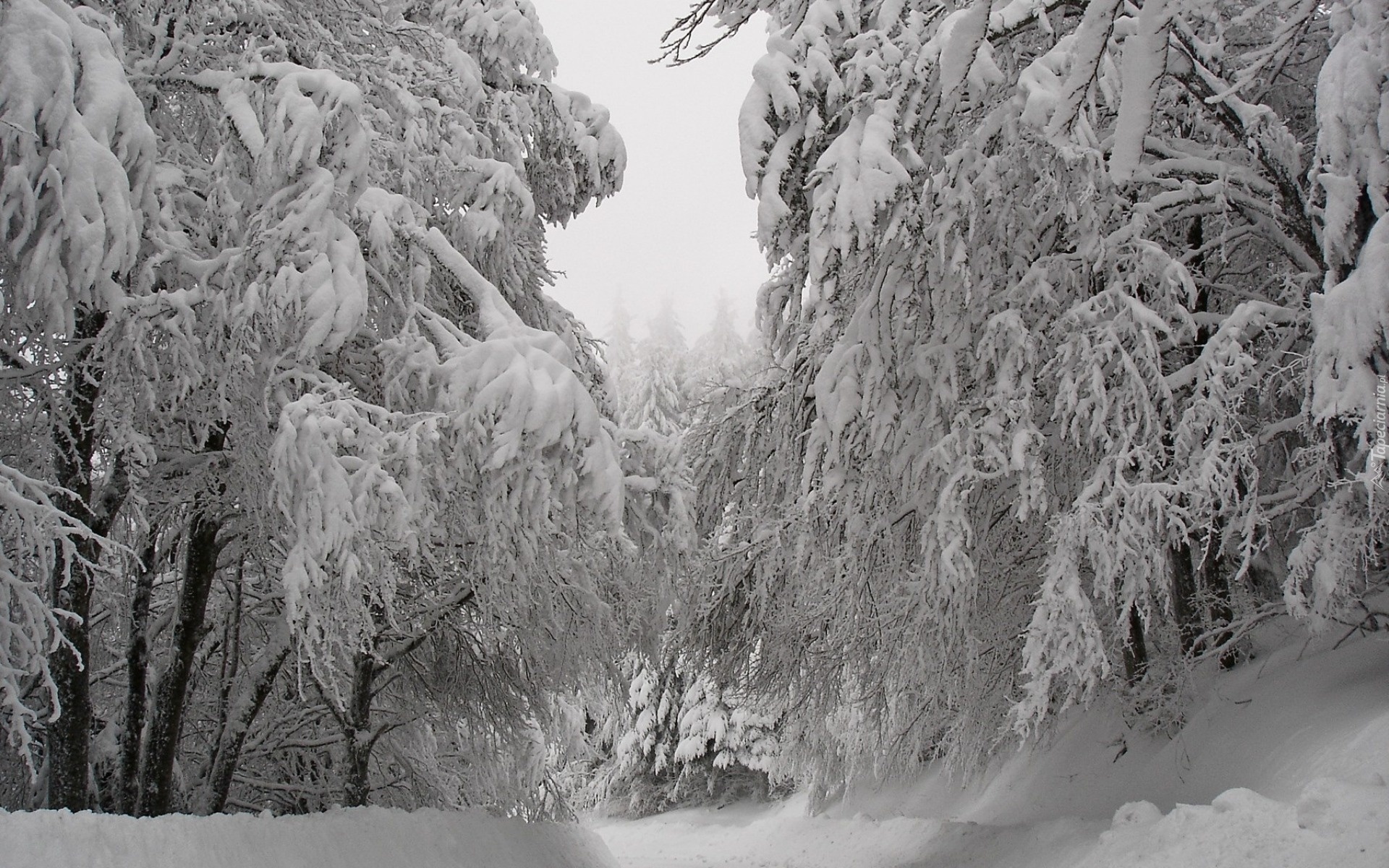 Śnieg, Las, Drzewa, Ośnieżone