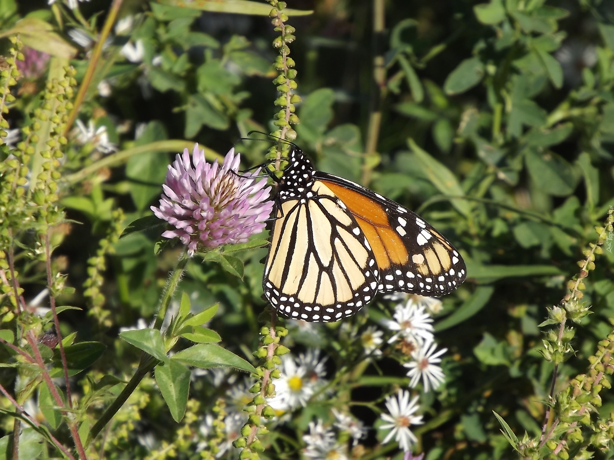 Kwiat, Motyl, Monarch