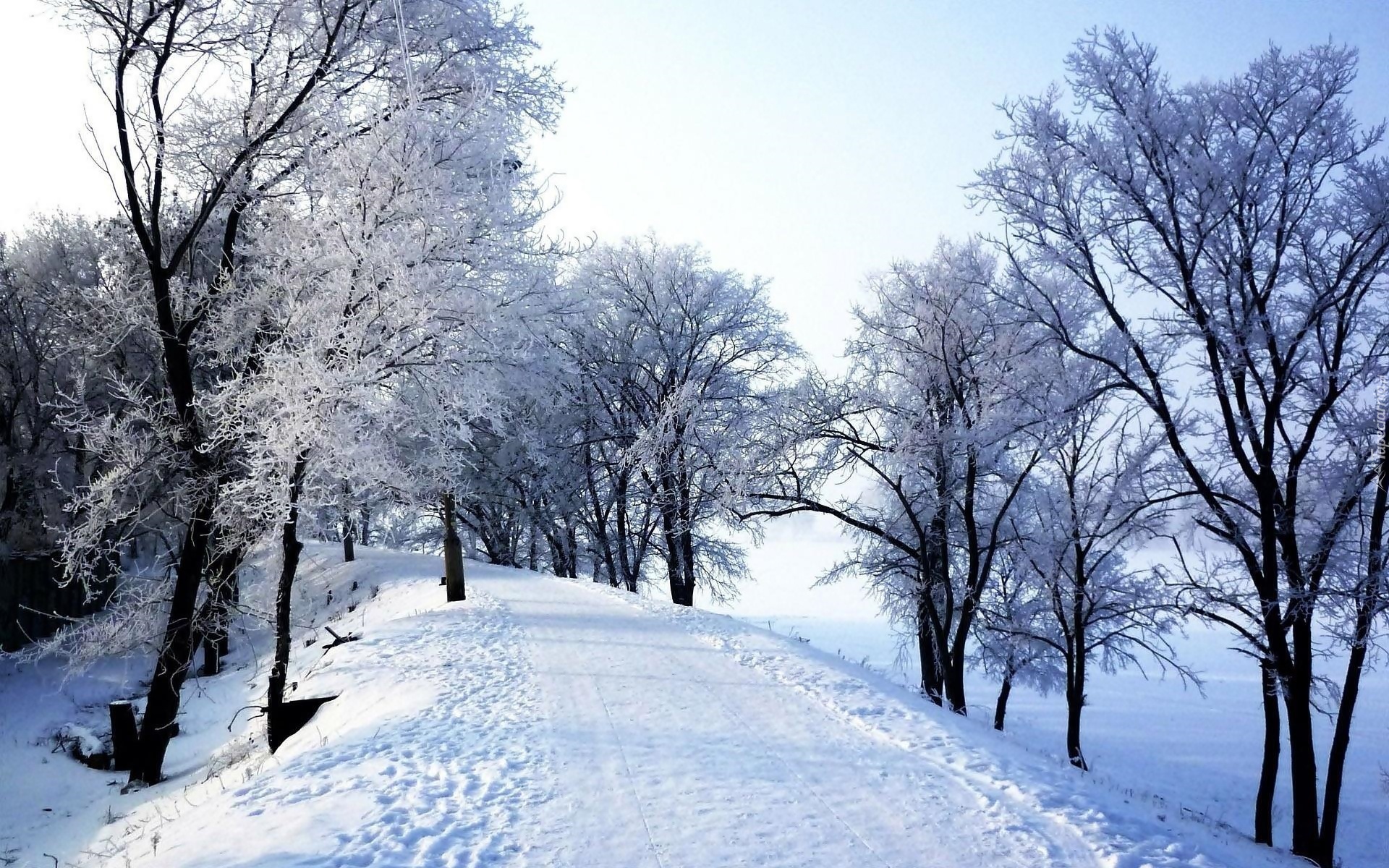 Park, Droga, Omrożone, Drzewa, Zima