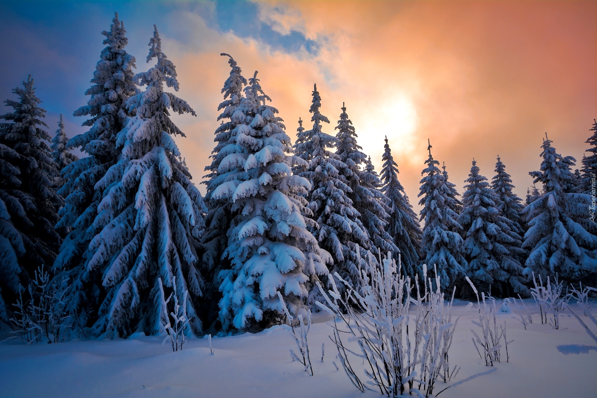 Zima, Ośnieżone Drzewa, Wschód, Słońca, Śnieg