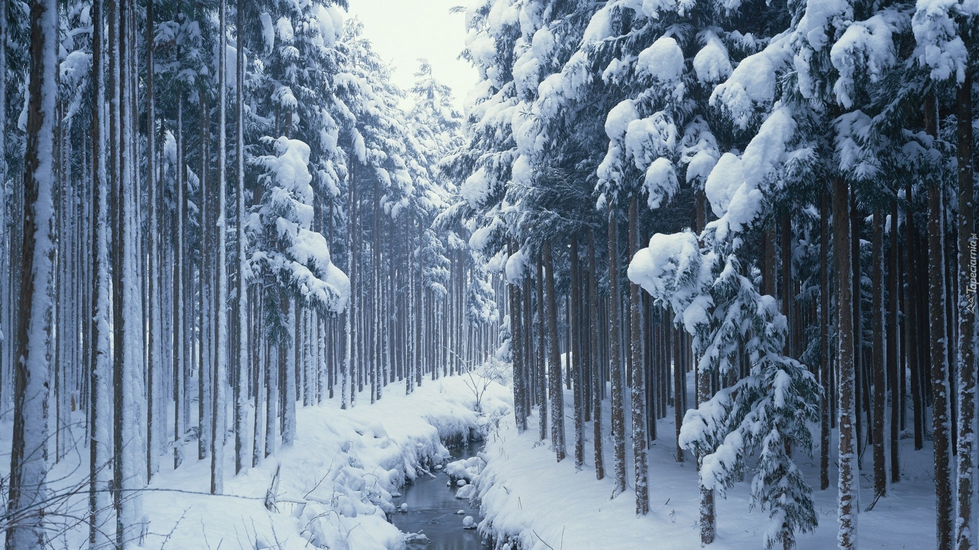 Zima, Śnieg, Las, Rzeczka