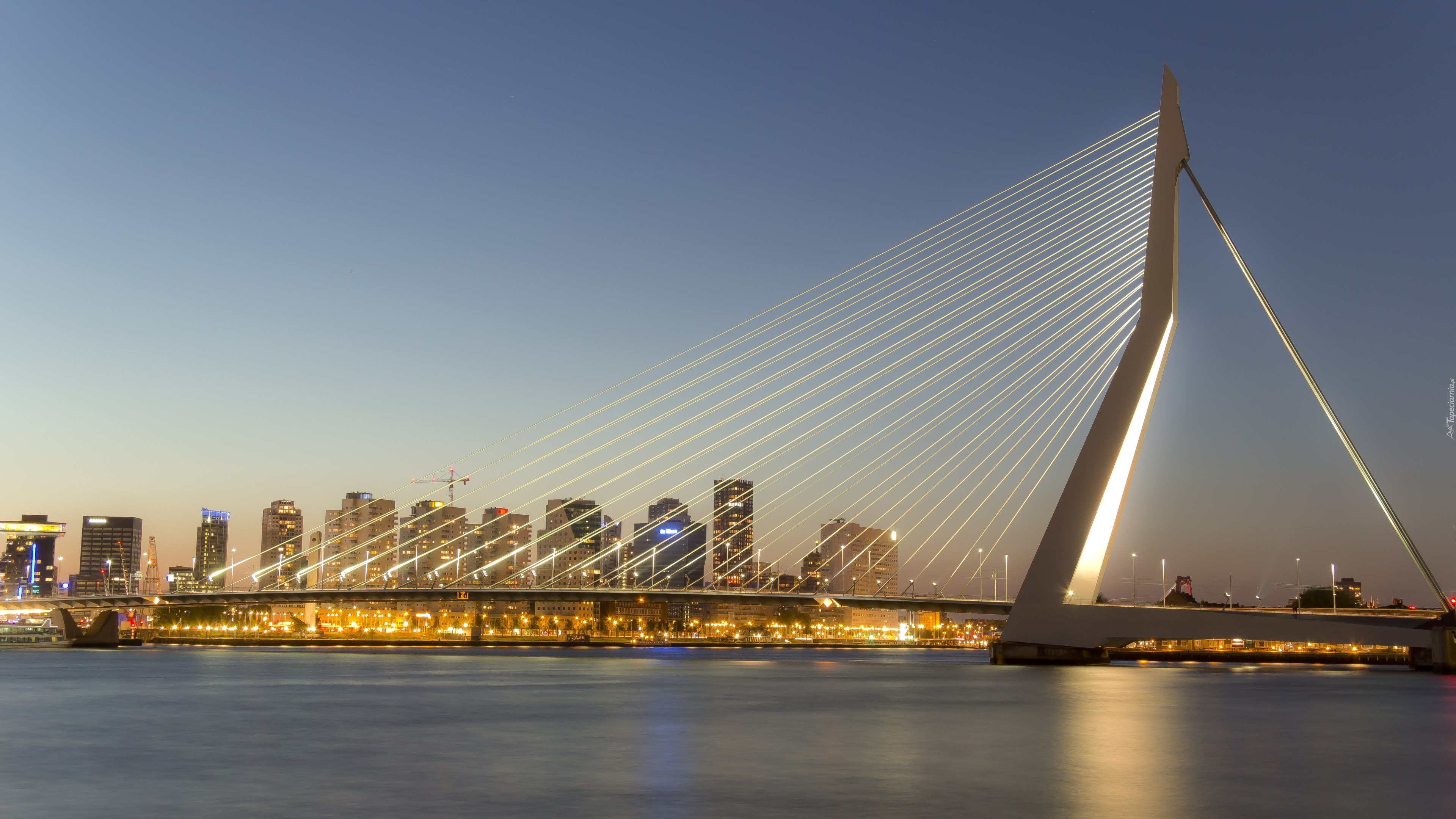 Most, Rotterdam, Holandia, Erasmus Bridge