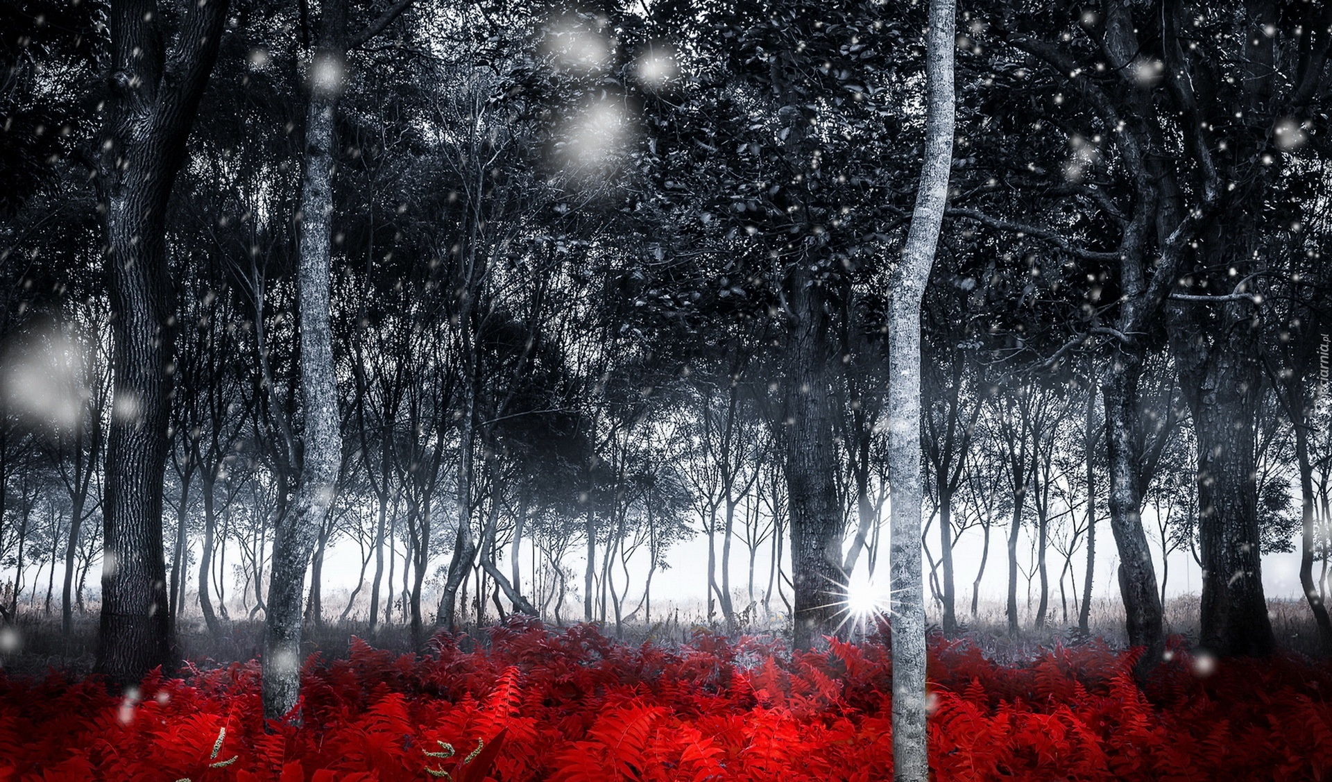 Las, Śnieg, Drzewa, Czerwona Paproć