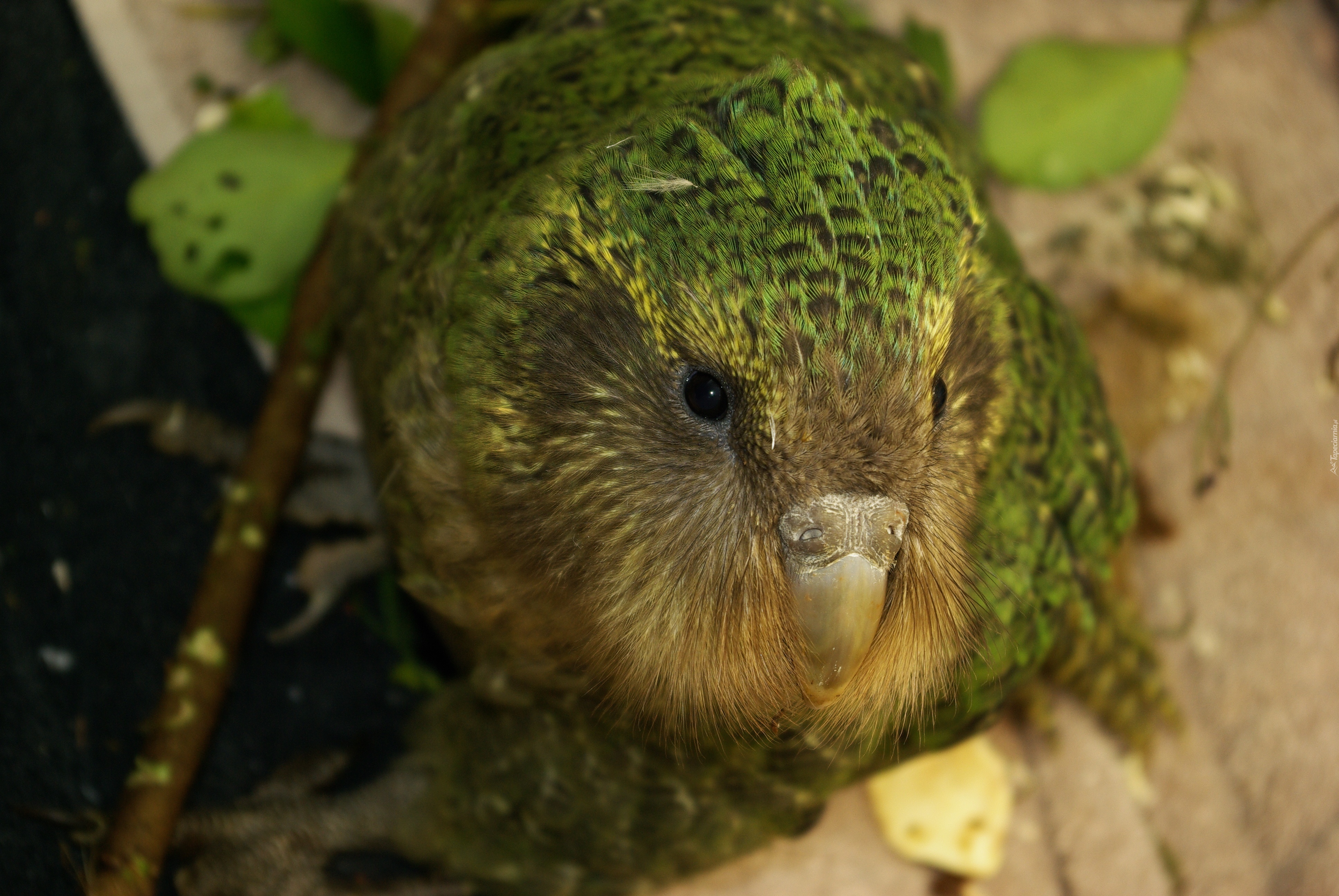 Kakapo, Dziób, Spojrzenie