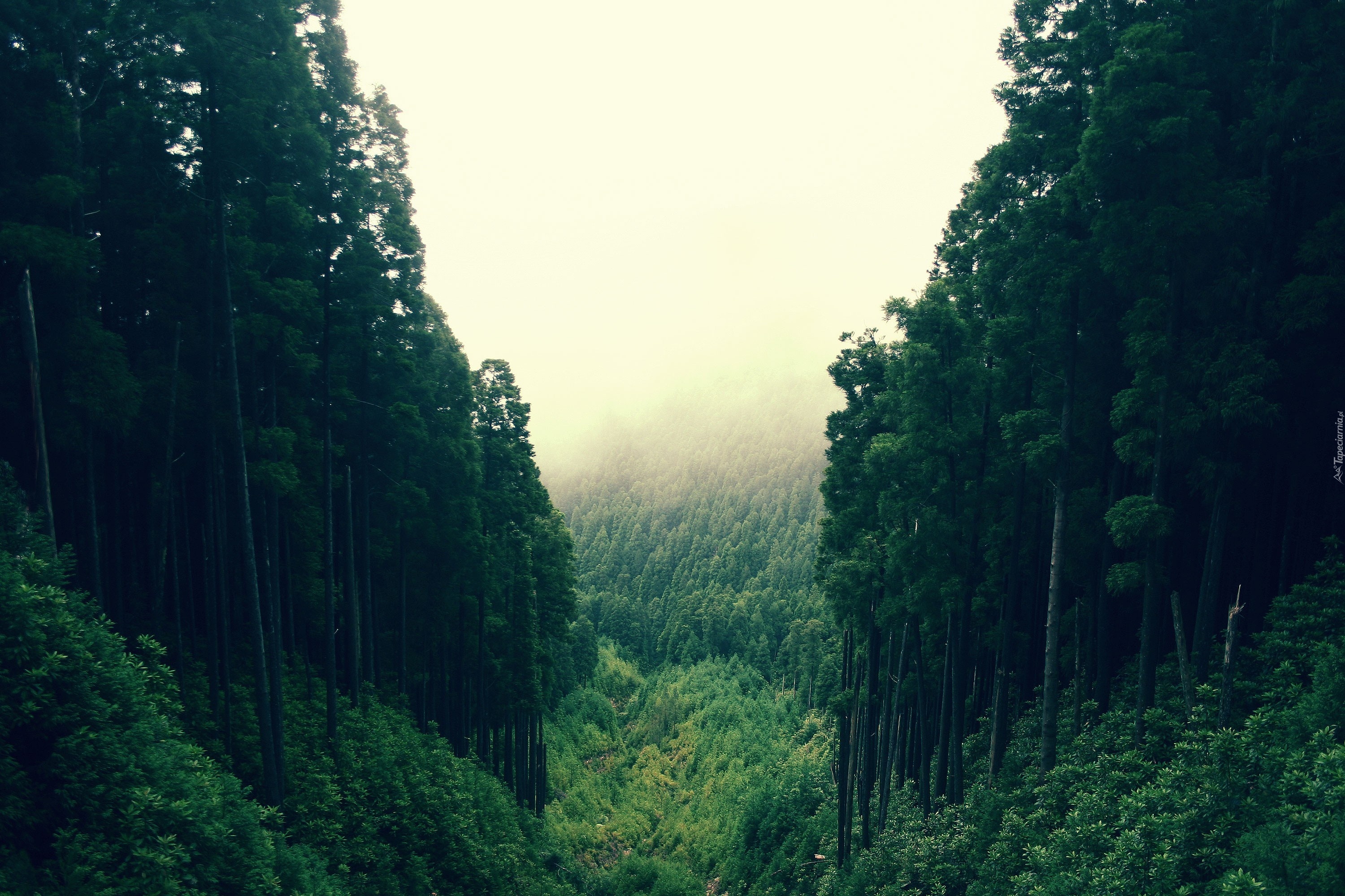 Las, Góry, Mgła