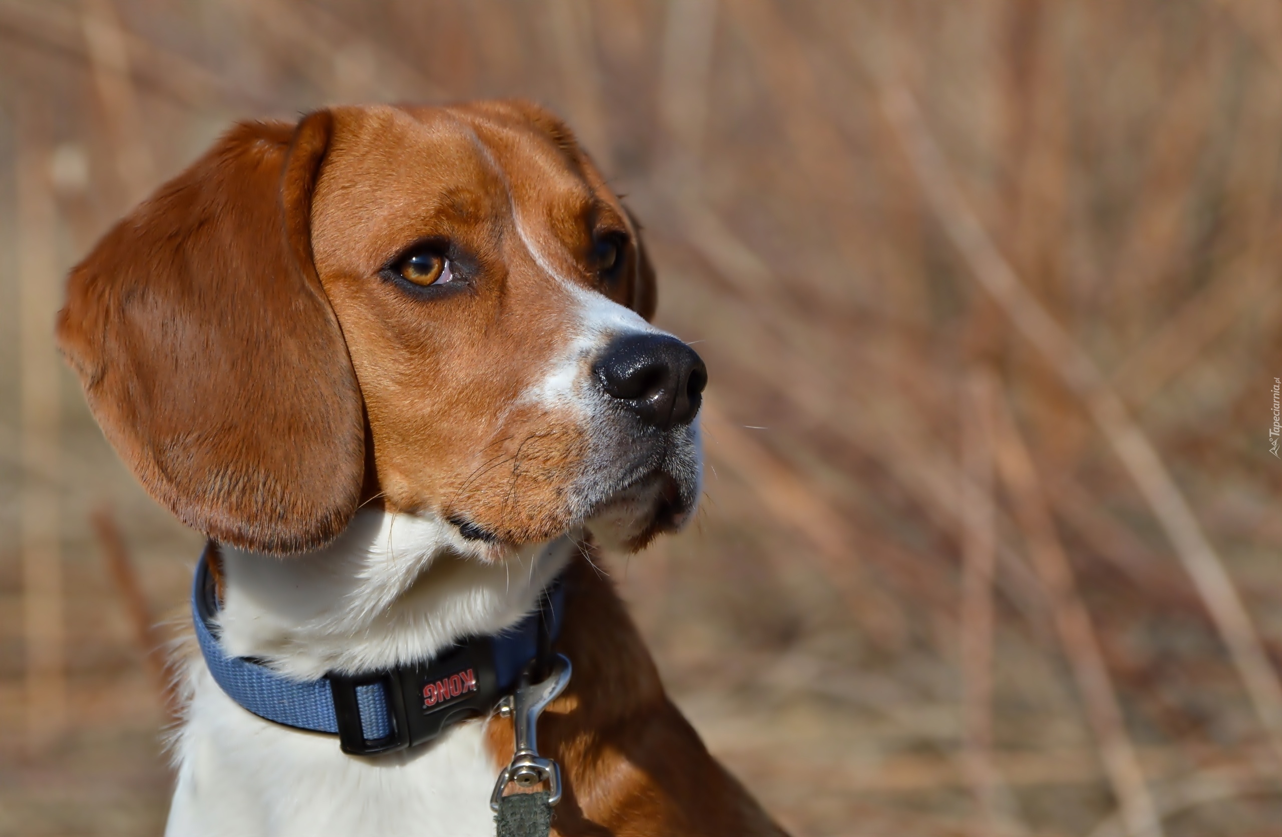 Pies, Beagle, Obroża, Portret