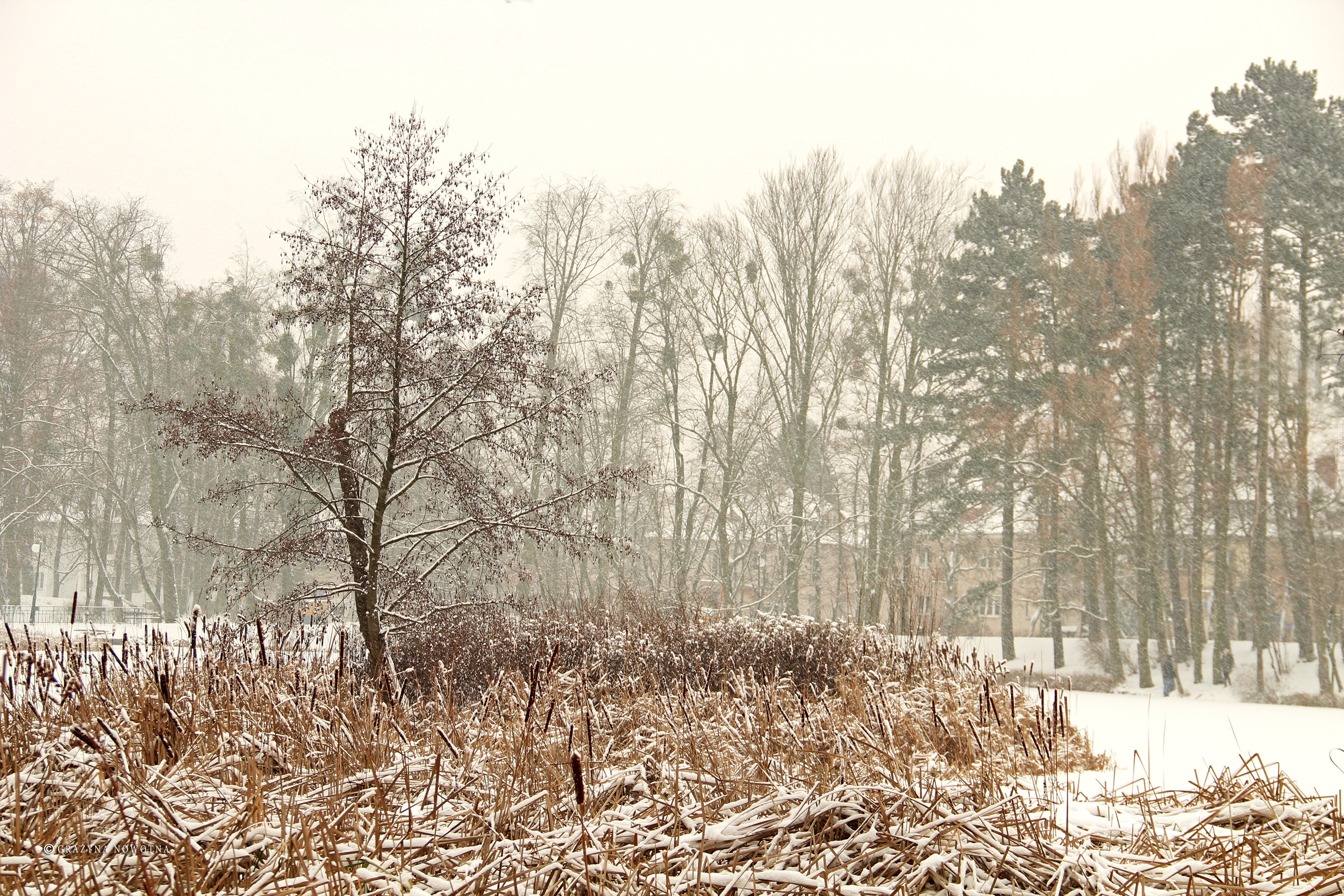 Zima, Drzewa, Trawy, Park Sołacki, Poznań