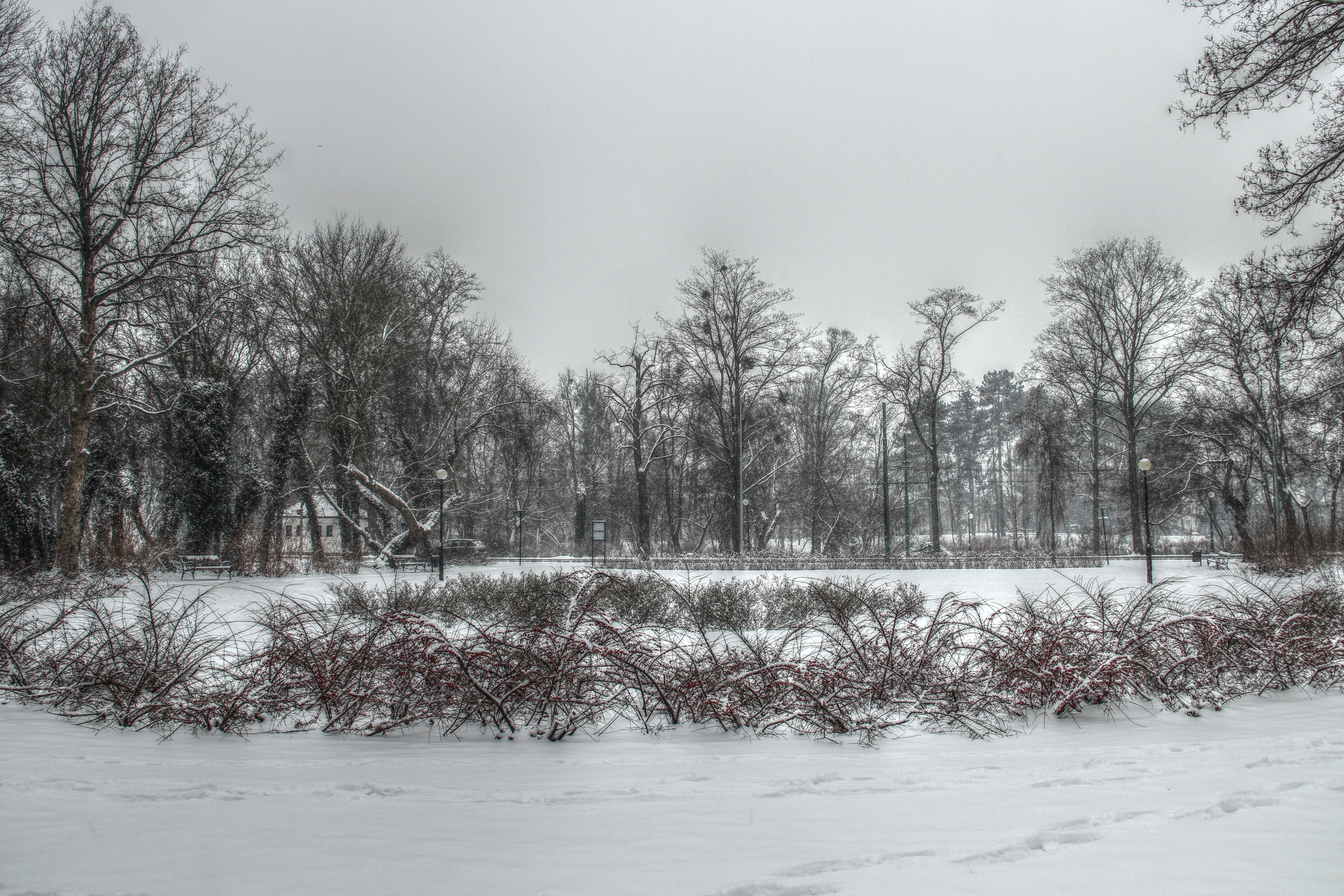 Zima, Drzewa, Krzewy, Park, Plac Spiski, Poznań, HDR