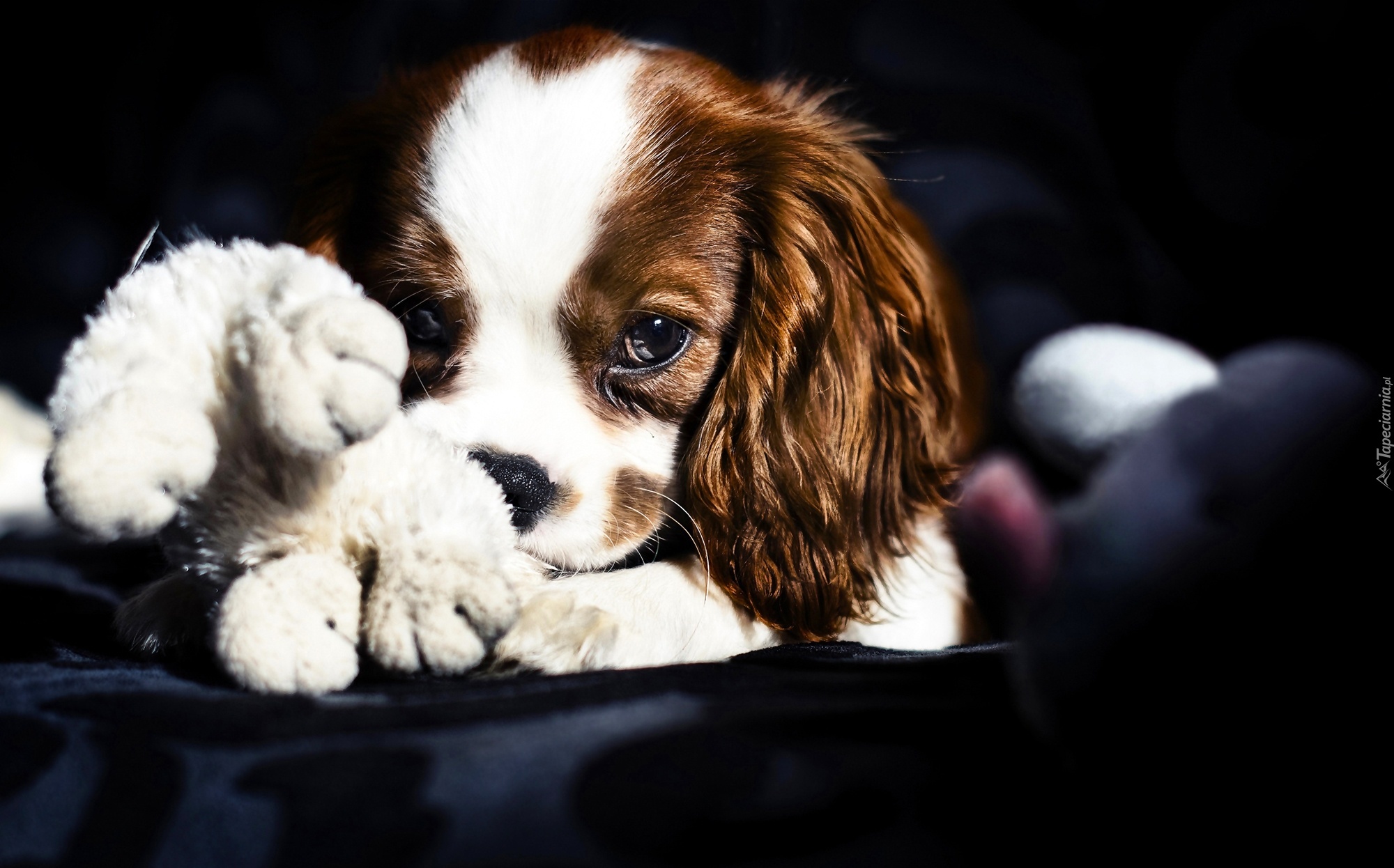 Piesek, Szczeniak, King Charles Spaniel