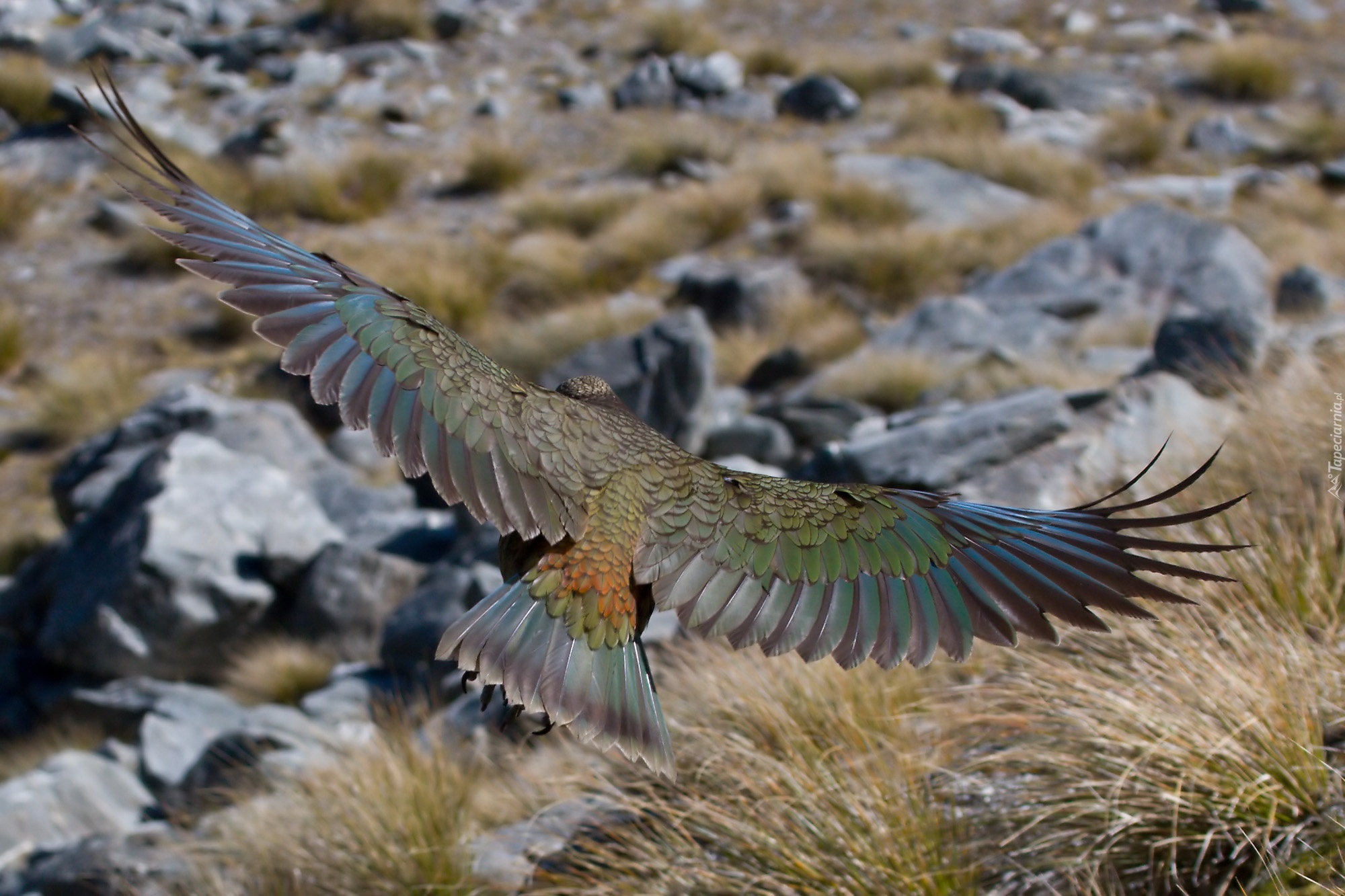 Papuga, Kea, Lot