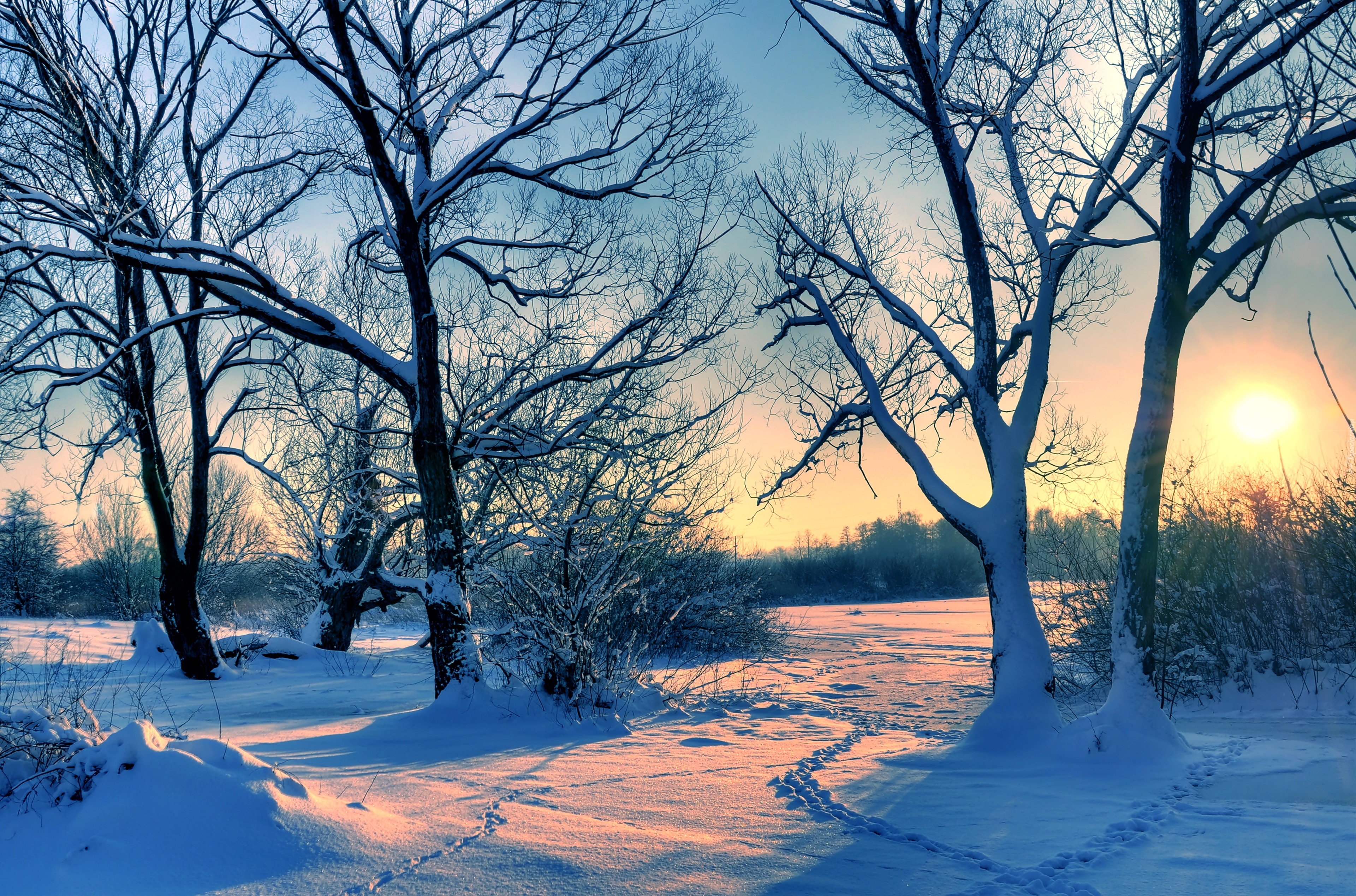 Zima, Drzewa, Przebijające, Słońce