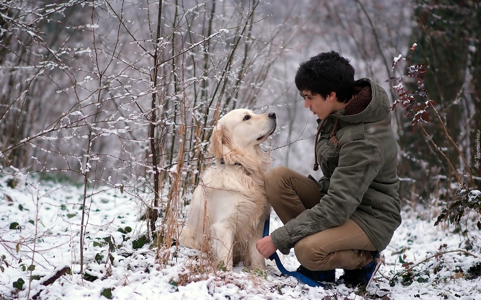 Dziewczyna, Pies, Golden Retriever, Las, Ścieżka, Spacer, Zima