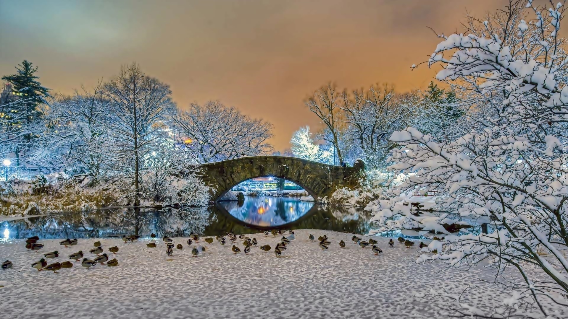 Kaczki, Drzewa, Most, Zima, Central Park, Nowy Jork, USA