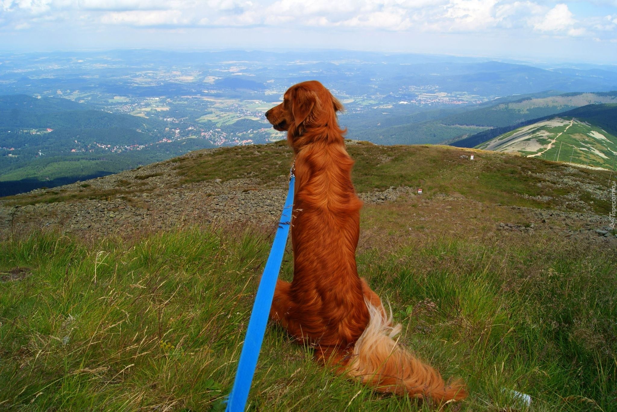 Krajobraz, Golden Retriever