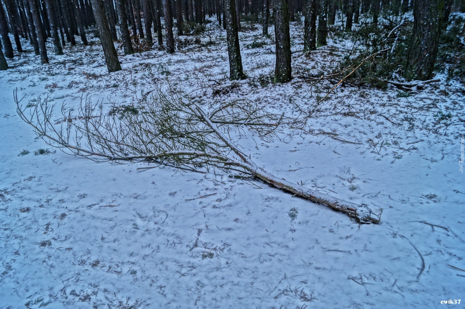 Zima, Drzewa, Droga, Gałąz