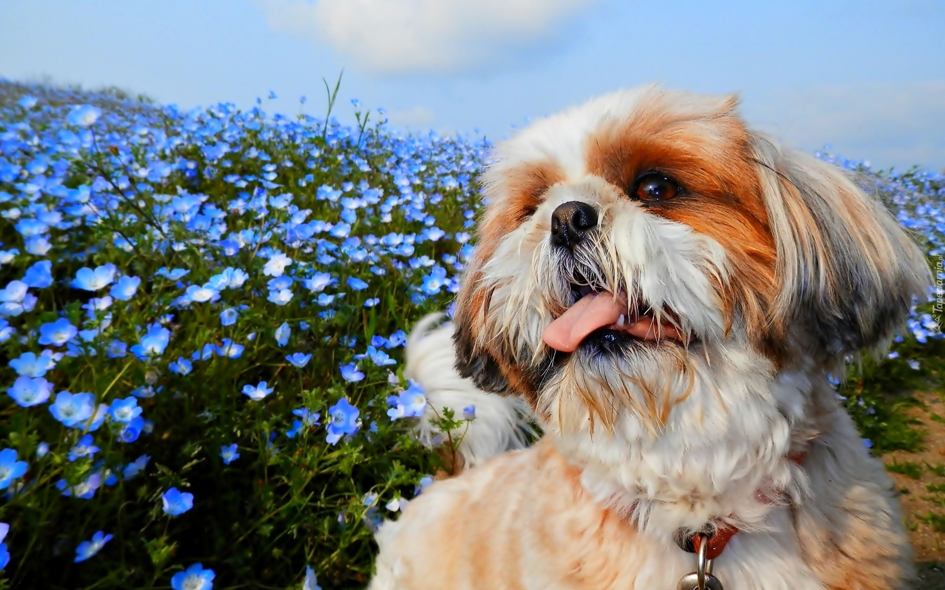 Pies, Shih Tzu, Niebieskie, Kwiaty
