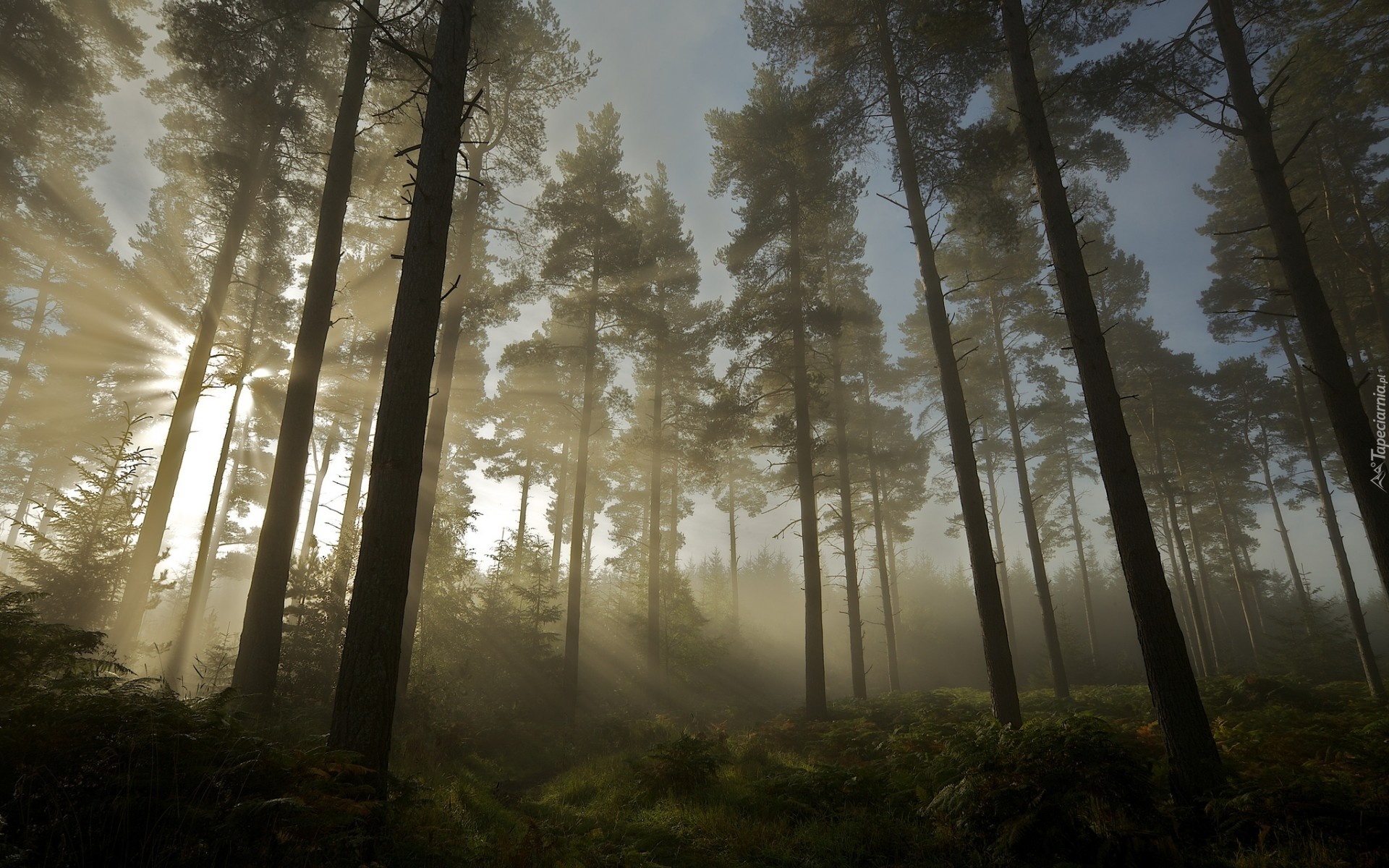 Las, Promienie Słońca, Mgła