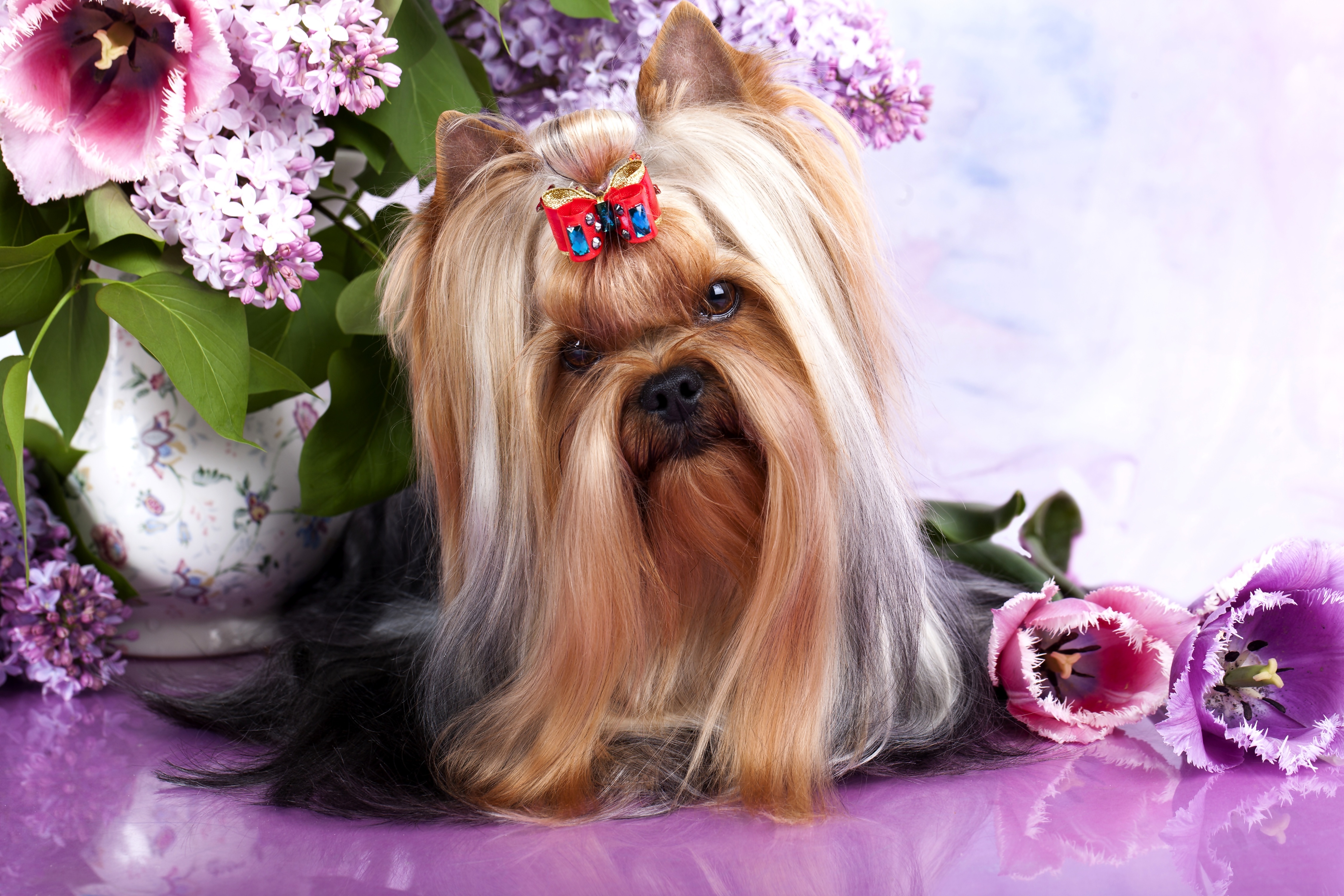 Australian Silky Terrier, Kokardka, Wazon, Kwiaty