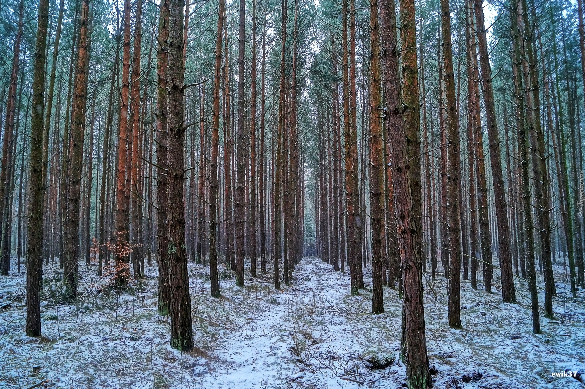 Zima, Las, Ścieżka, HDR