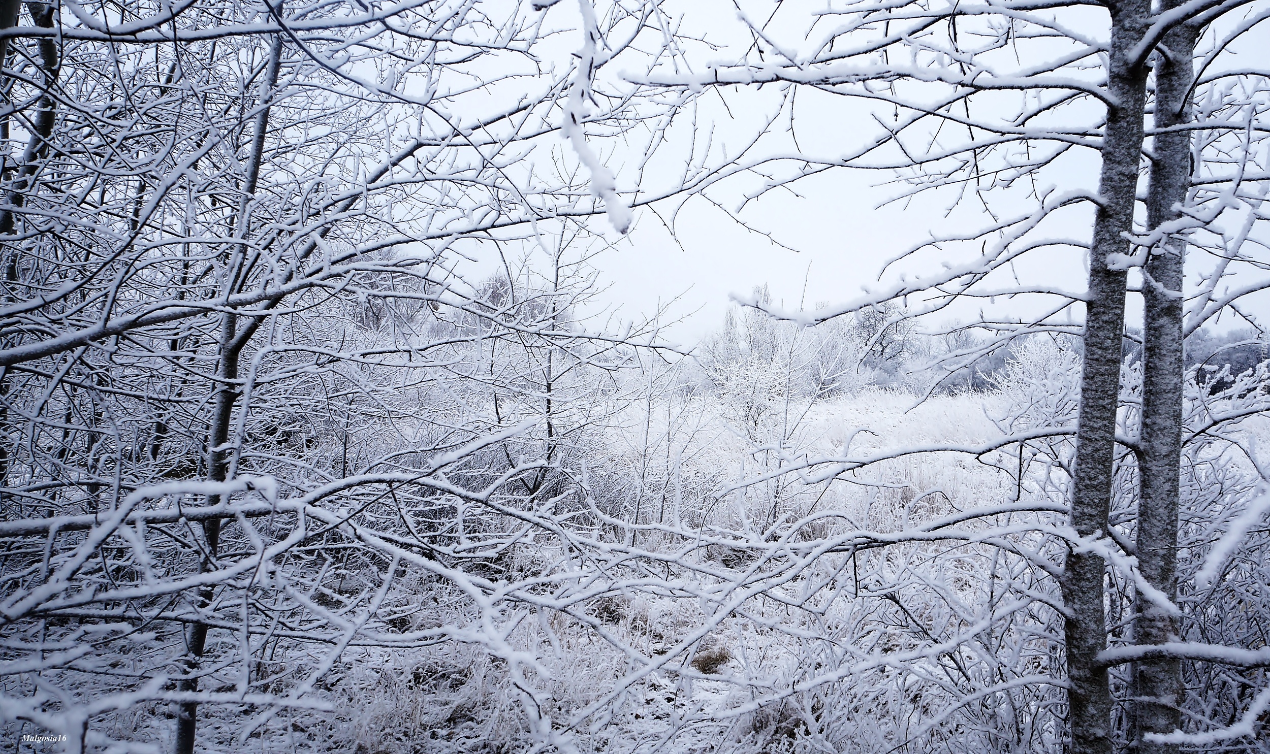 Zima, Drzewa, Gałęzie, Śnieg