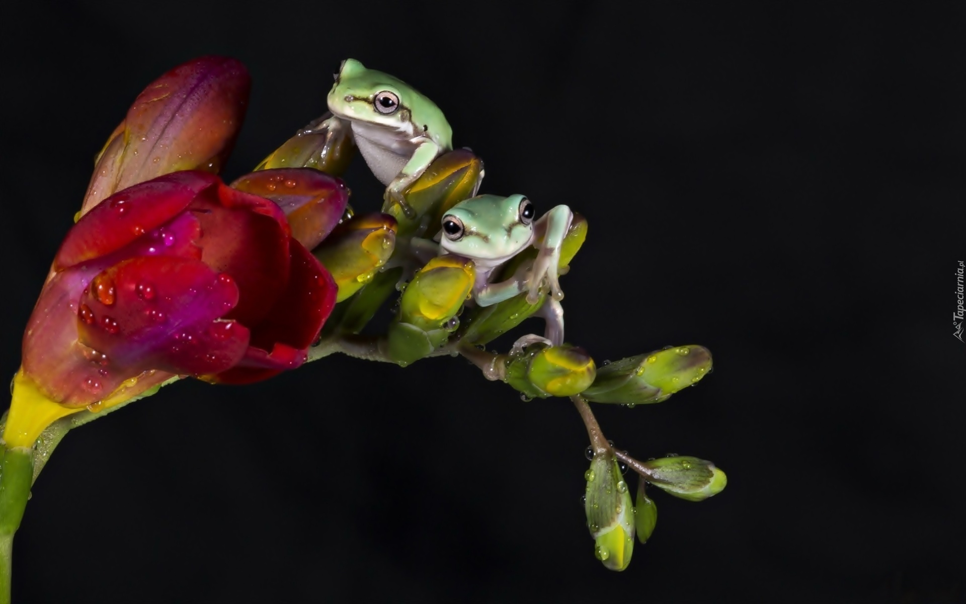 Dwie, Żabki, Rzekotki, Kwiat, Pączki, Rosa