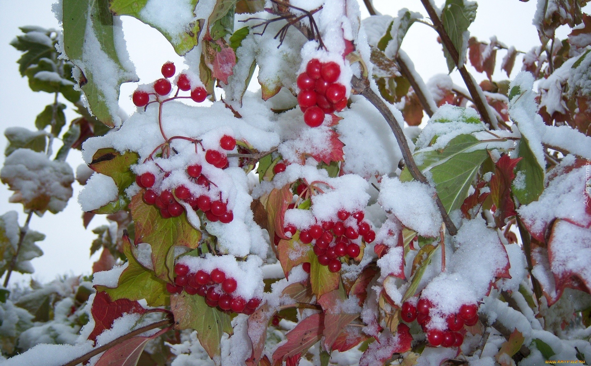 Śnieg, Liście, Owoce Ośnieżone