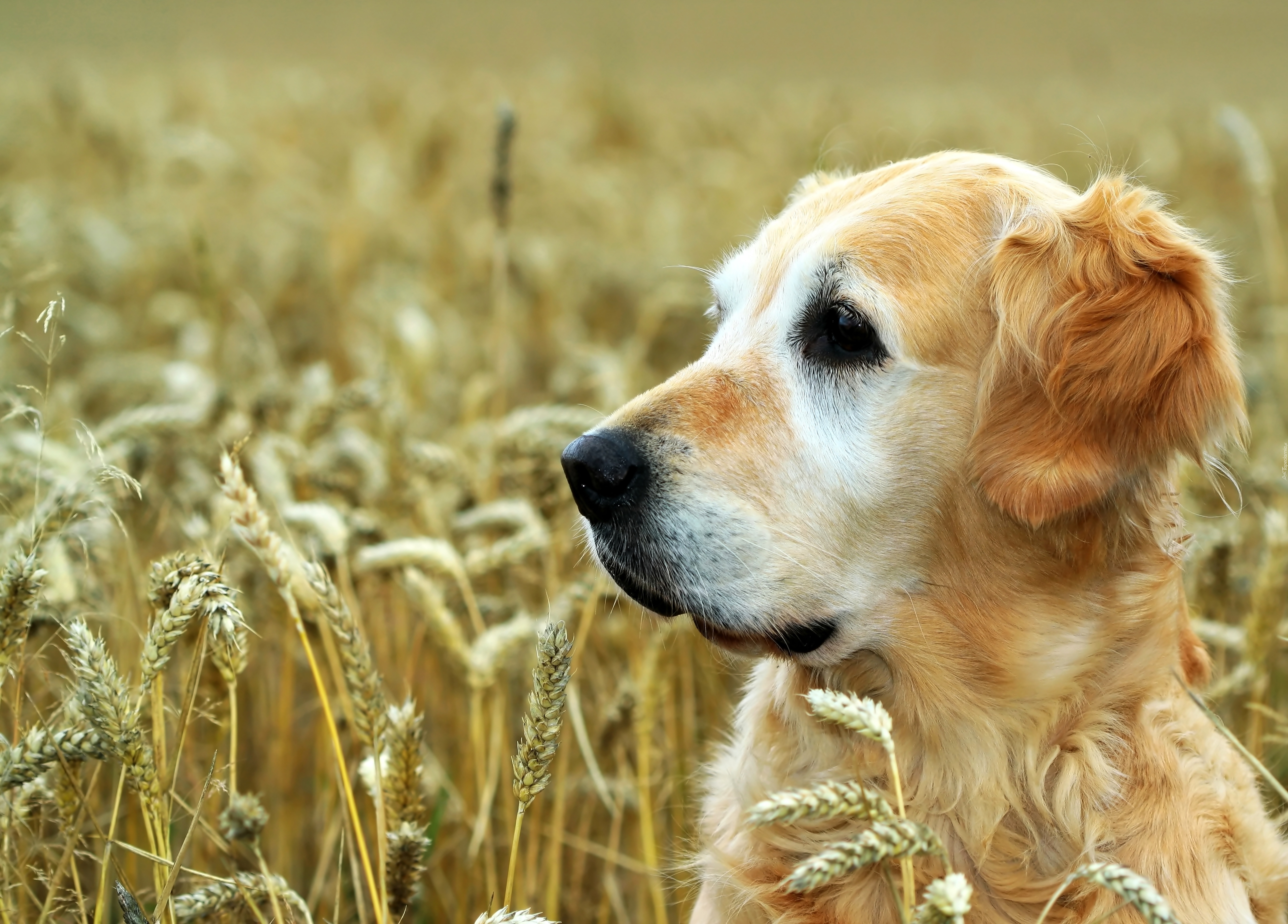 Golden Retriever, Pszenica