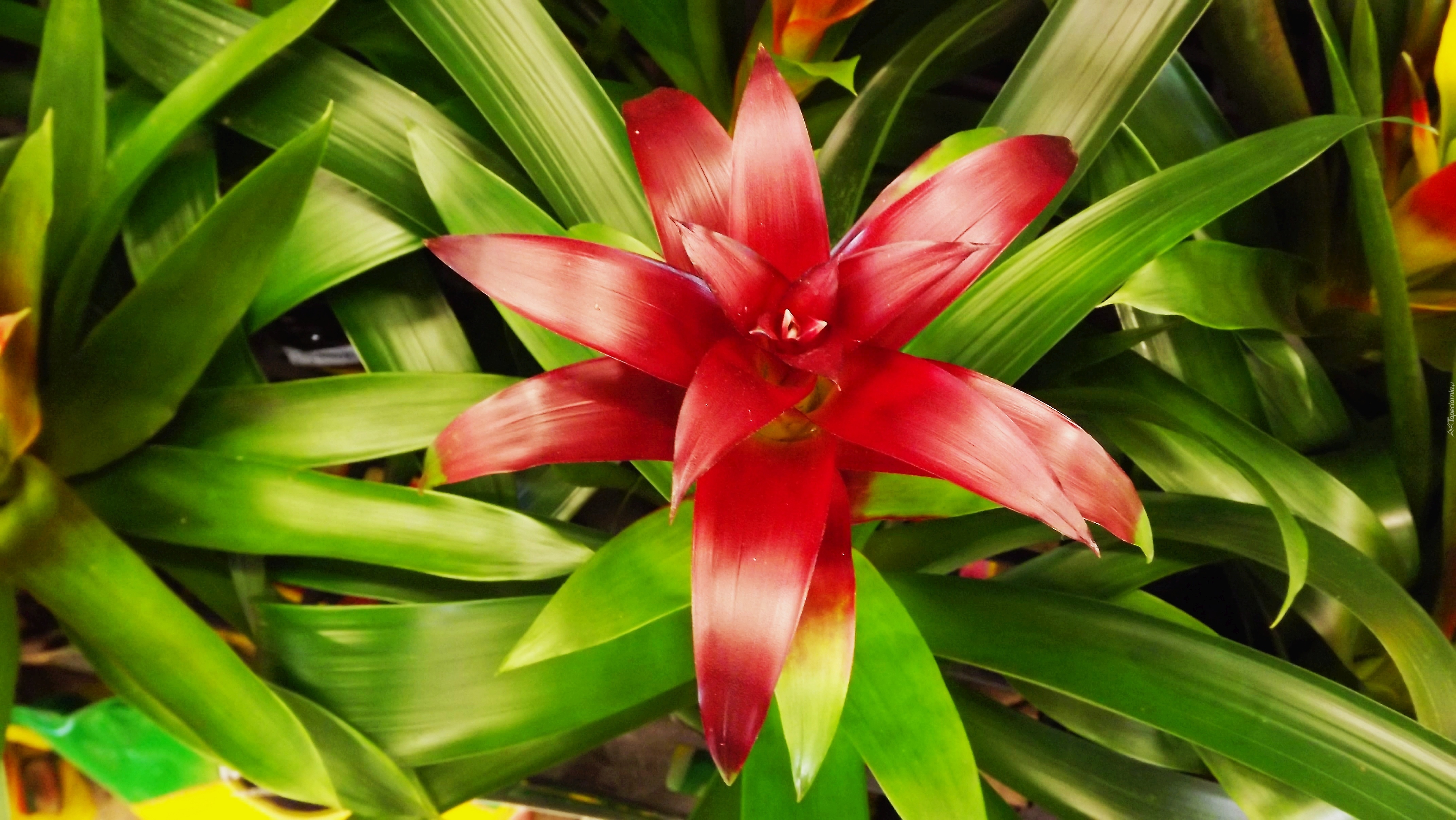 Kwiat, Guzmania