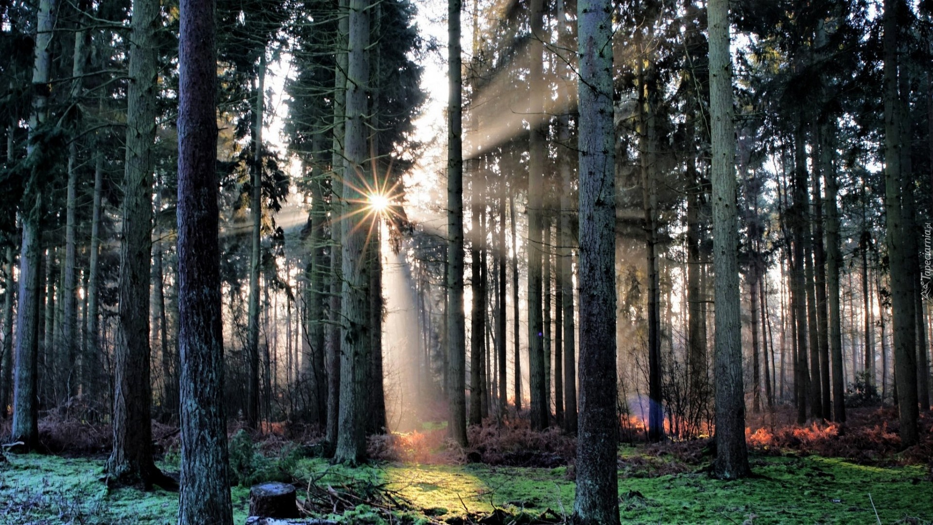 Las, Drzewa, Promienie słońca