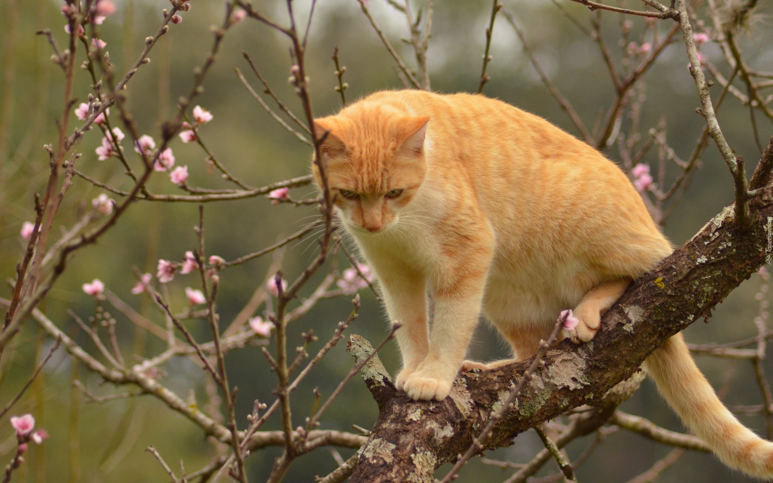 Wiosna, Rudy Kot, Kwitnące Drzewo