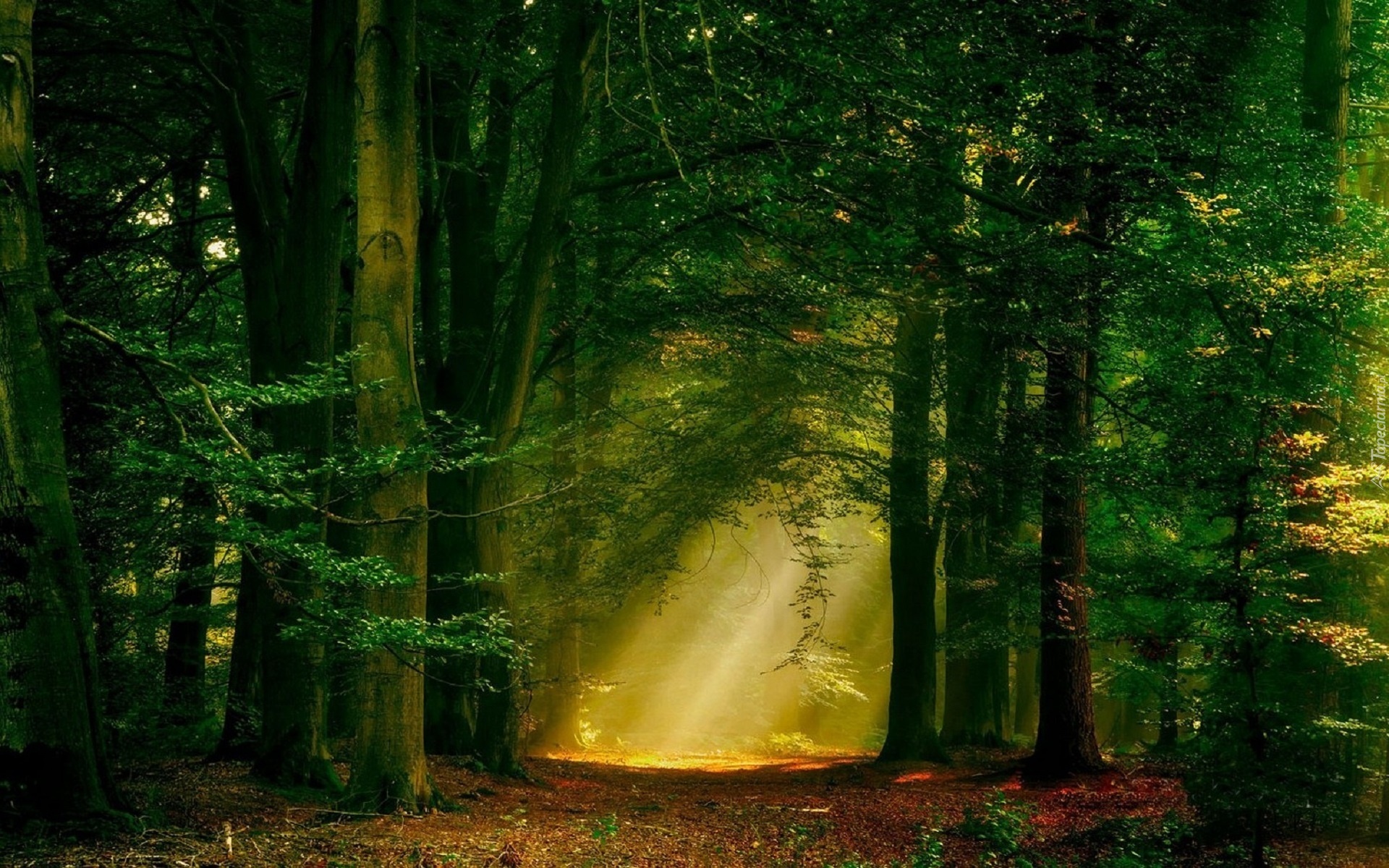 В чаще сказочного. Сказочный лес. Красивый лес. "Солнце в лесу". Дремучий лес сказочный.