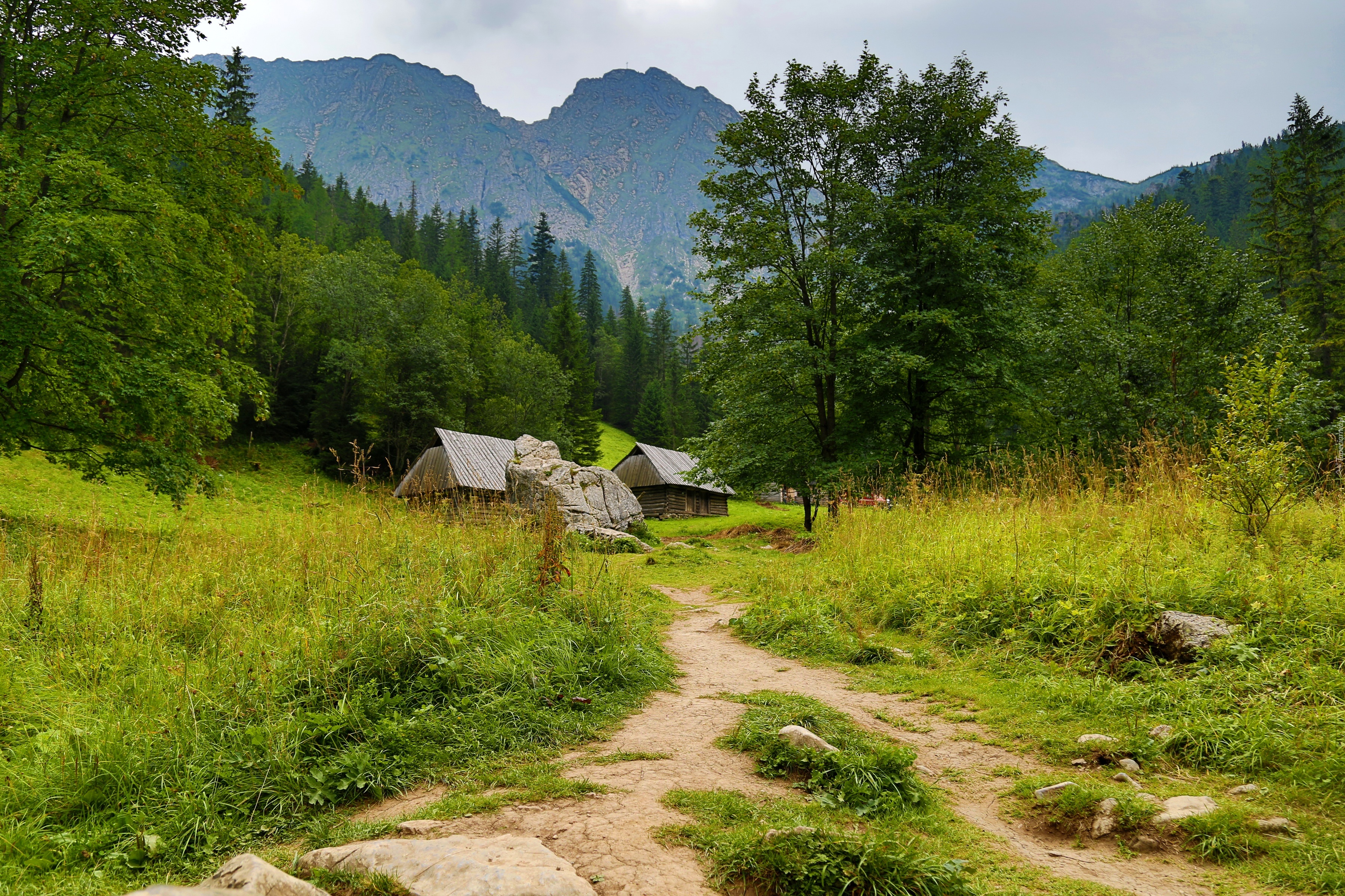 Tatry, Zakopane, Góry, Ścieżka, Polska