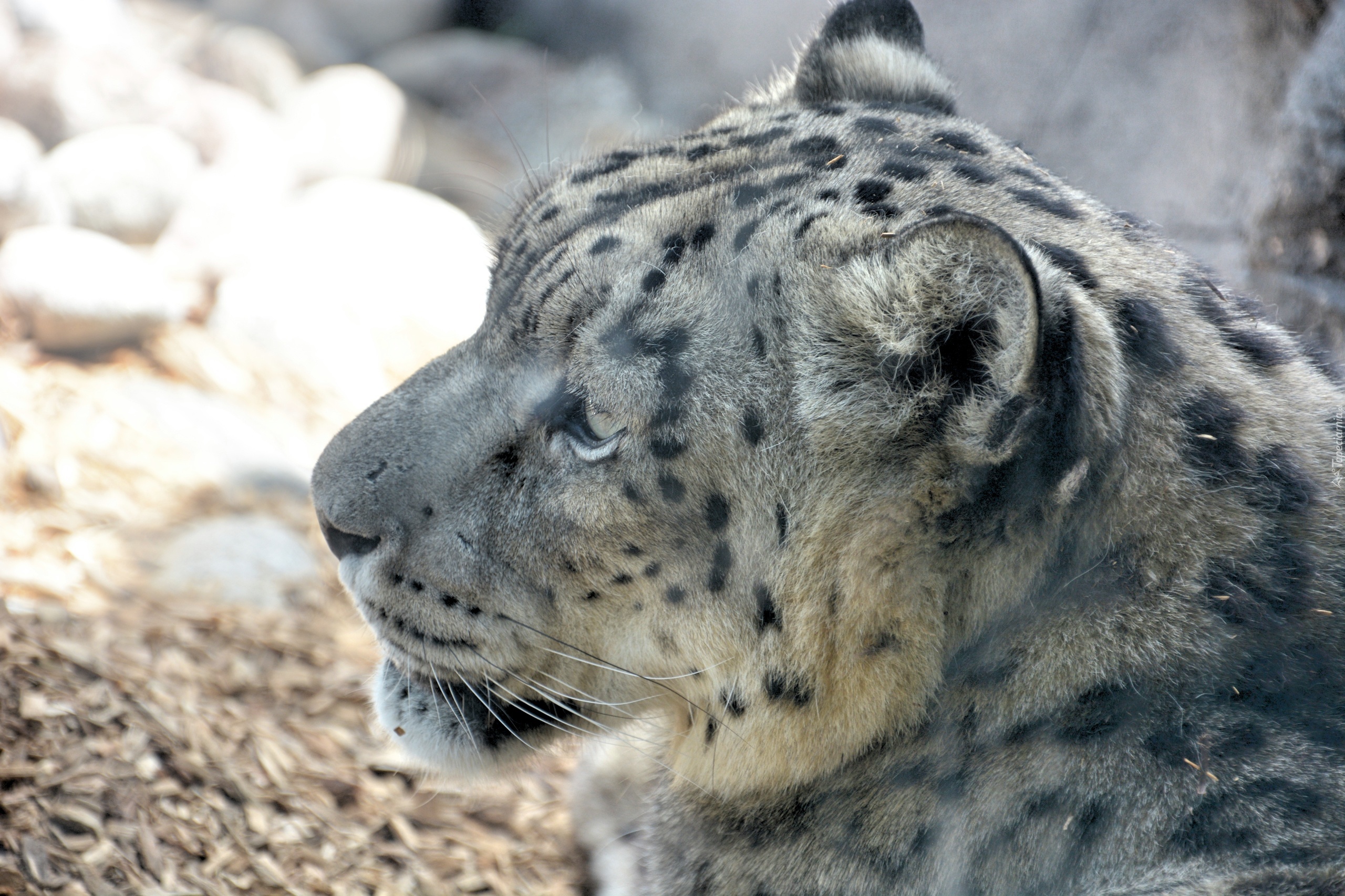 Leopard śnieżny