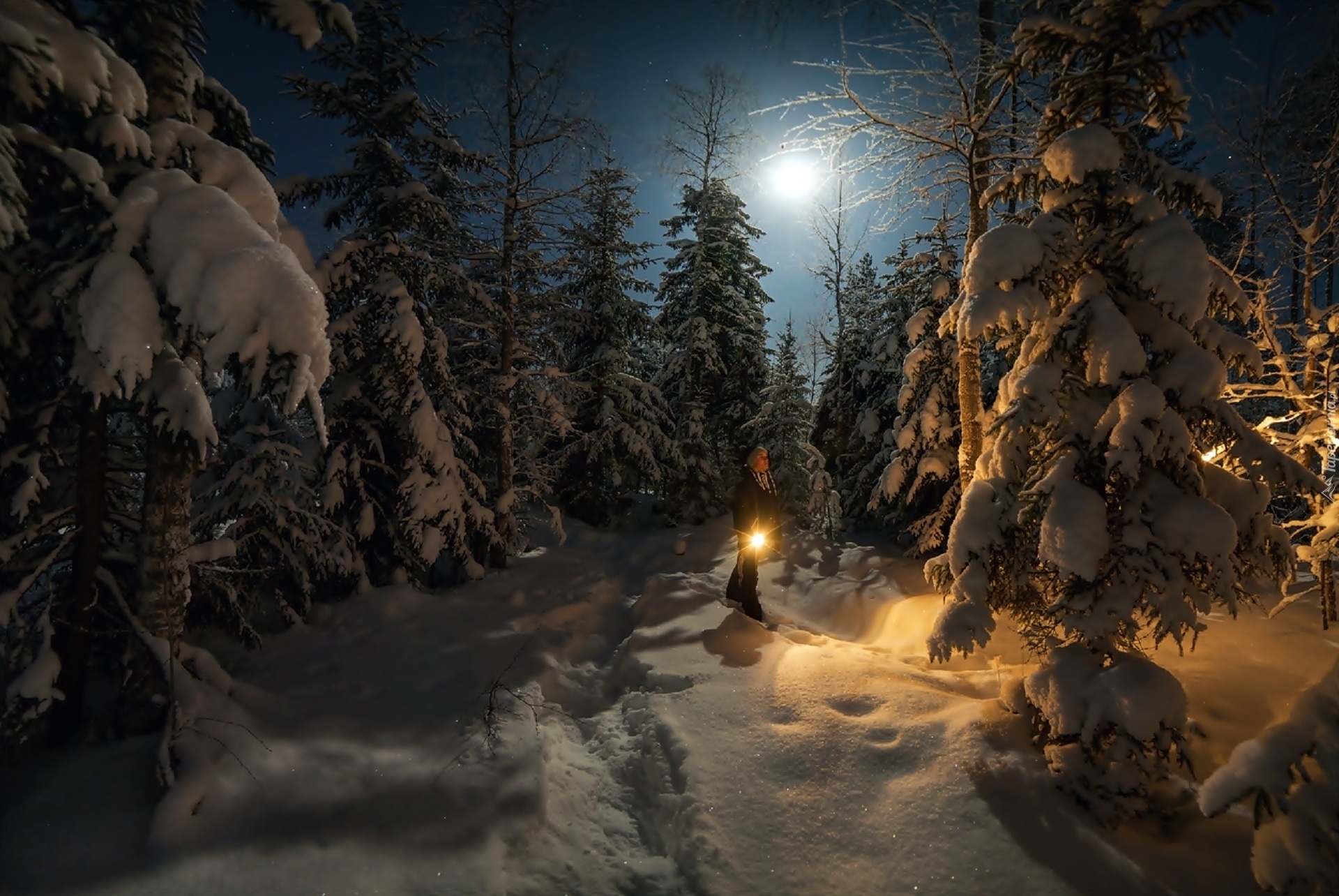 Зимняя ночь. Ночной зимний лес. Зимний лес ночью. Лес зимой ночью.