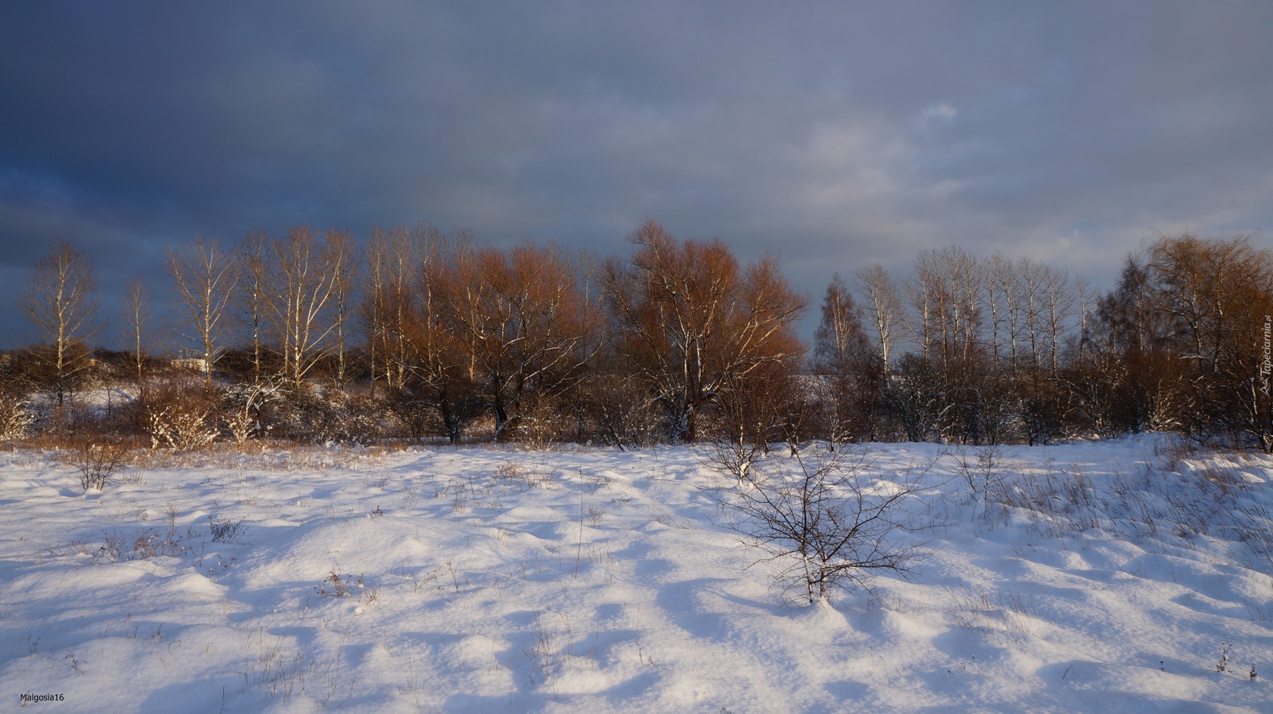 Zima, Śnieg, Drzewa