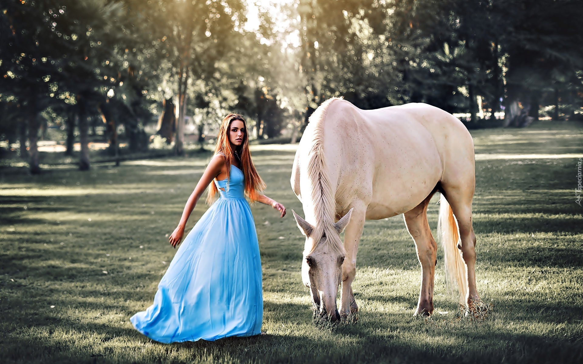 Kobieta, Niebieska, Sukienka, Biały, Koń