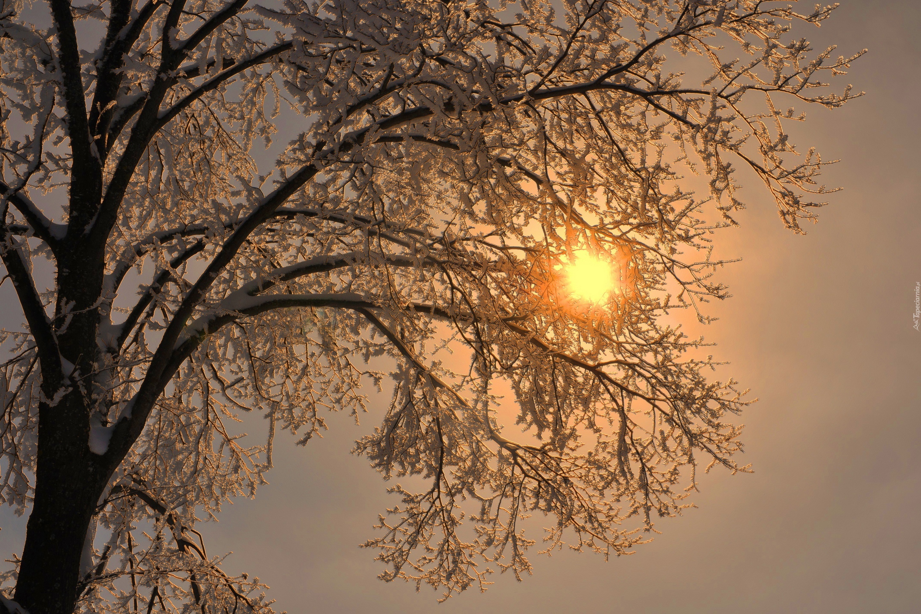 Zima, Świt, Drzewo, Śnieg