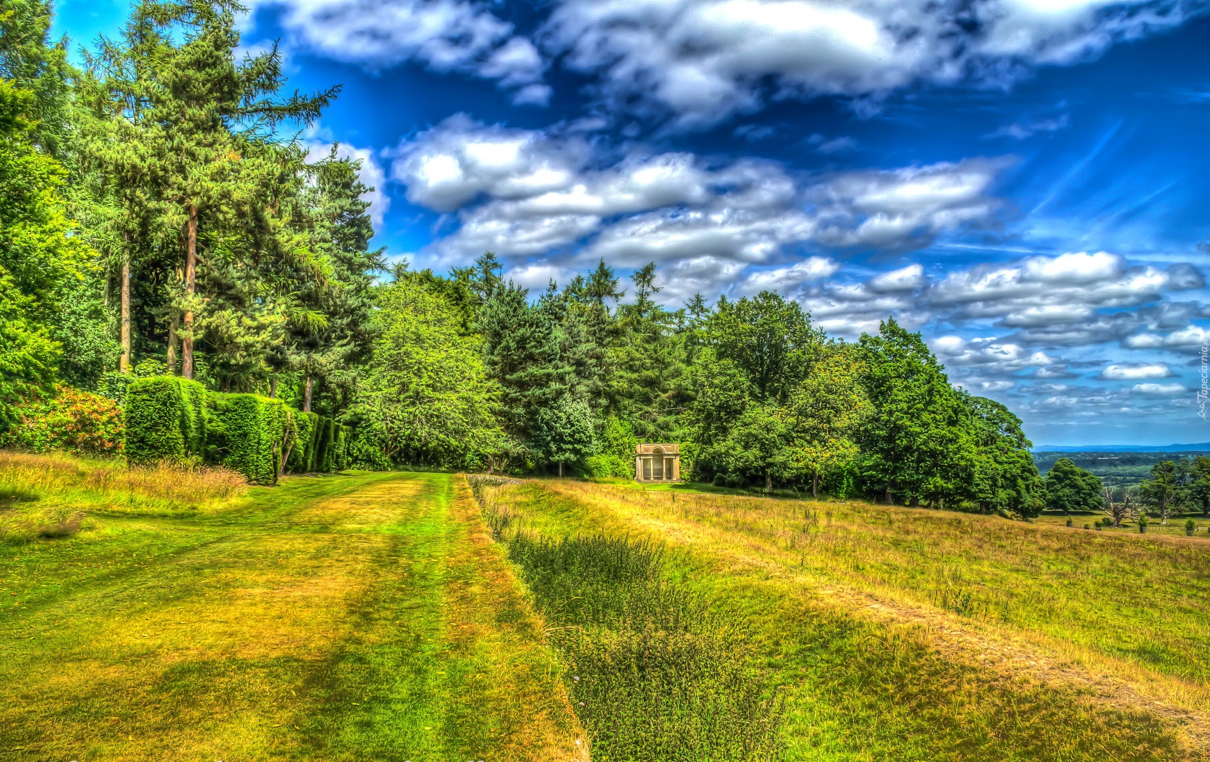 Pole, Drzewa, Zieleń, HDR