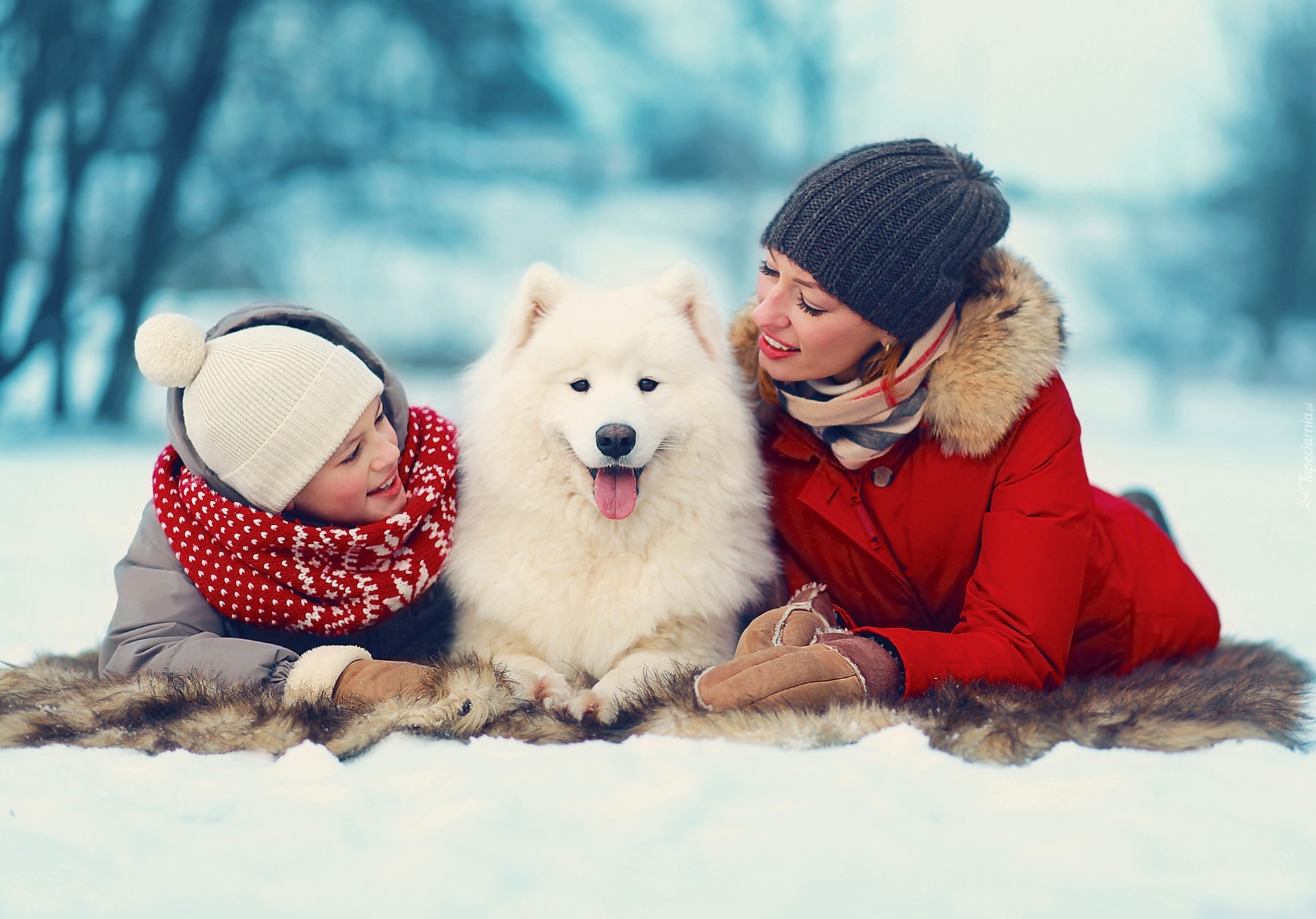 Zima, Biały, Pies, Samojed, Dwie, Kobiety