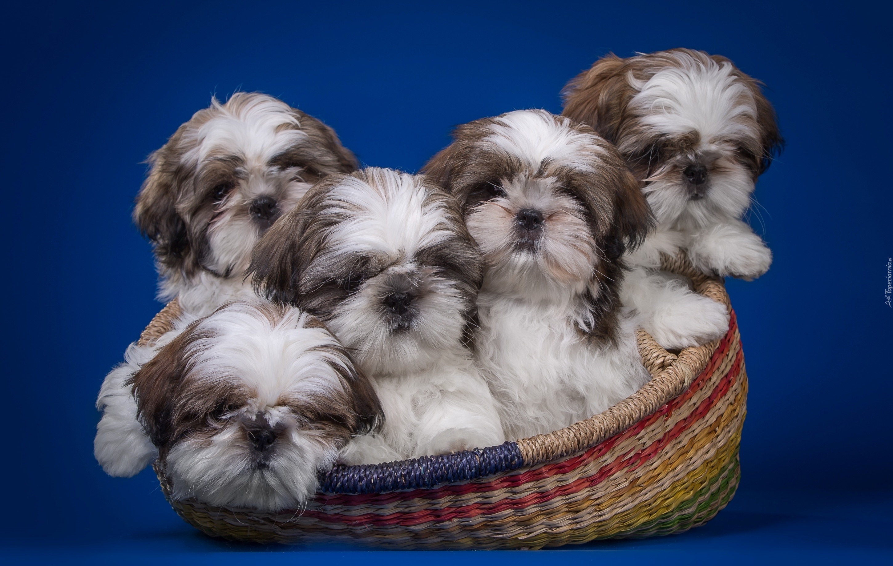 Pieski Shih Tzu