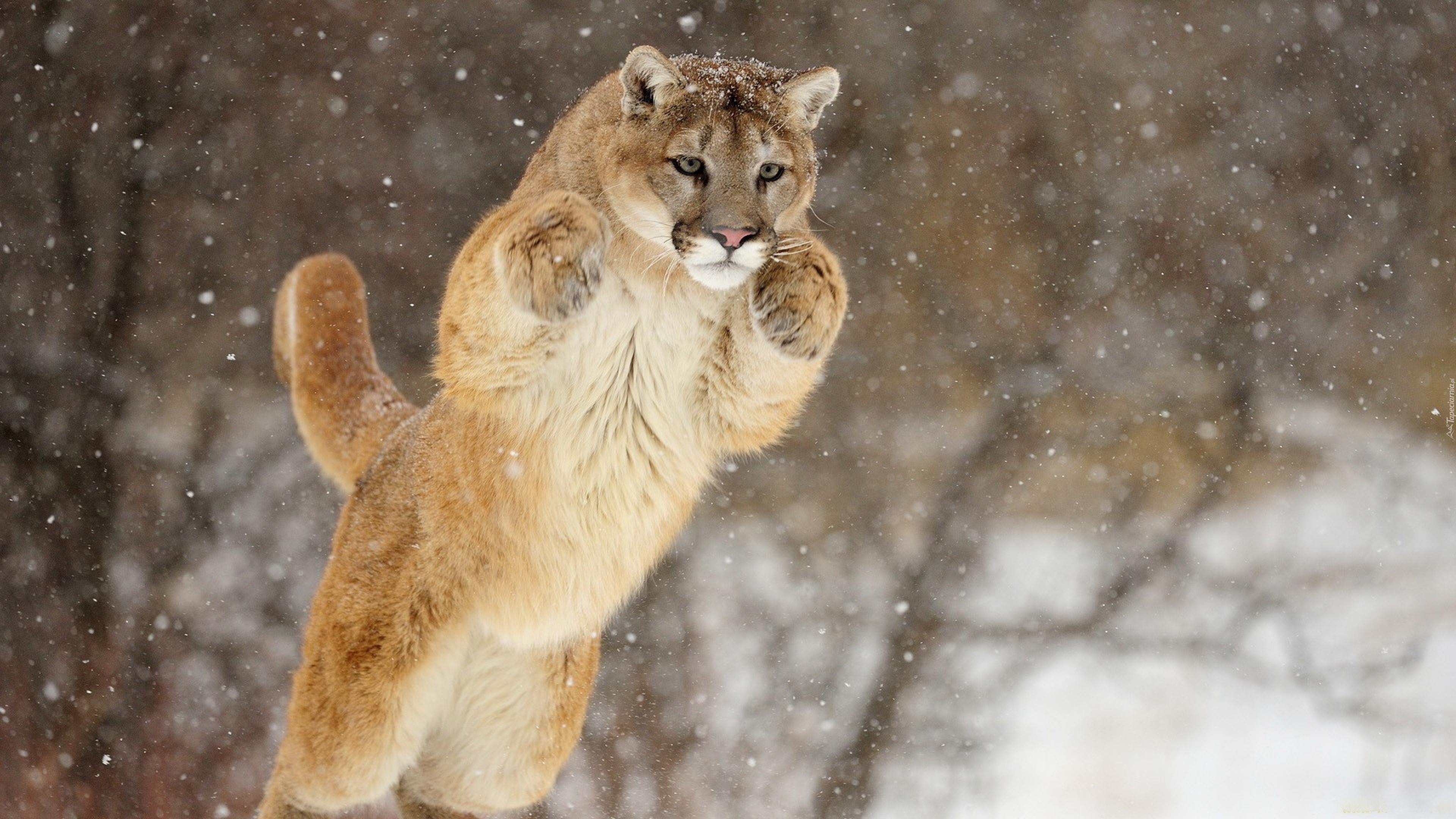 Puma, Zimą, Śnieg, Skok, Łapy