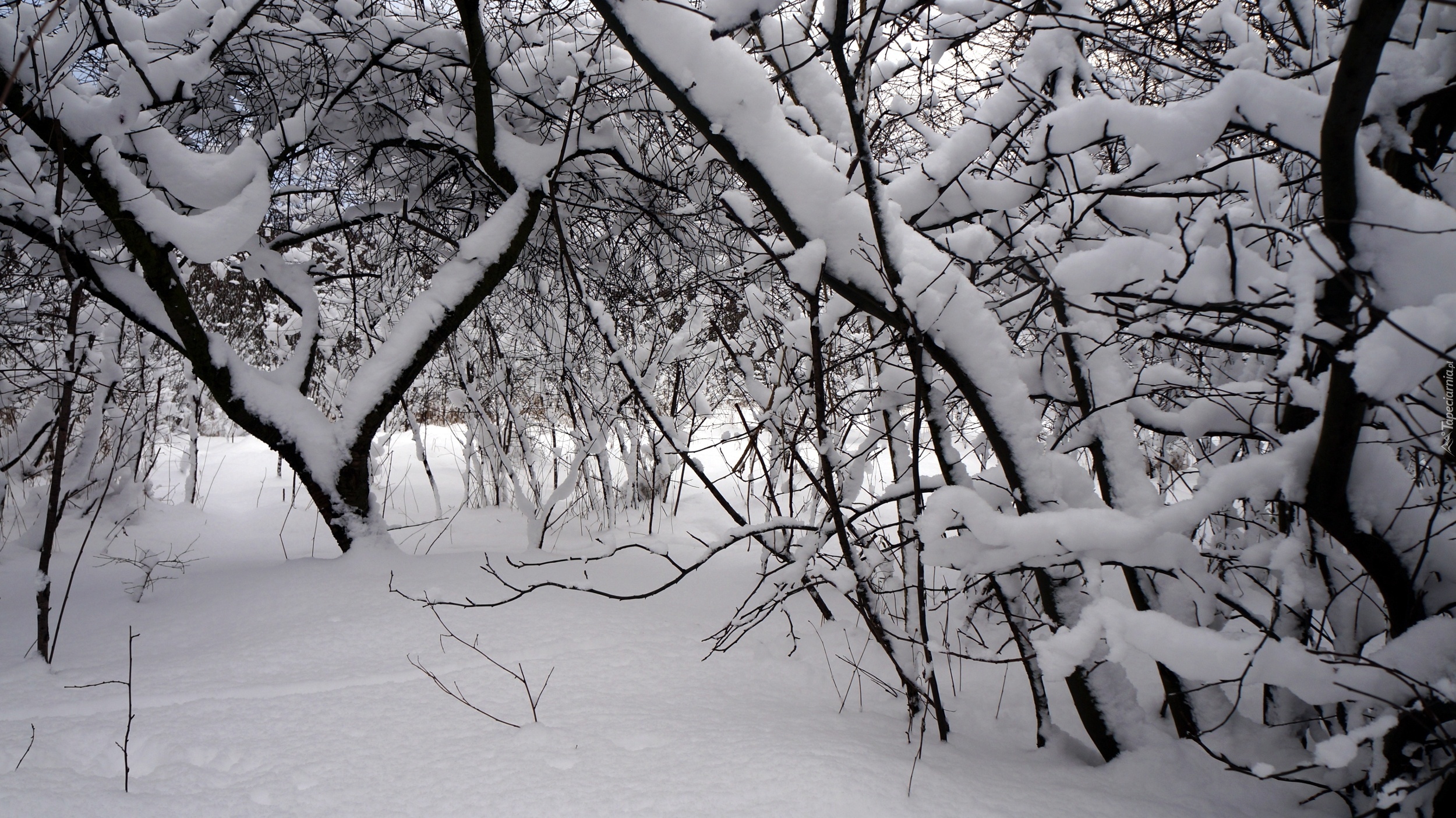 Zima, Śnieg, Drzewa