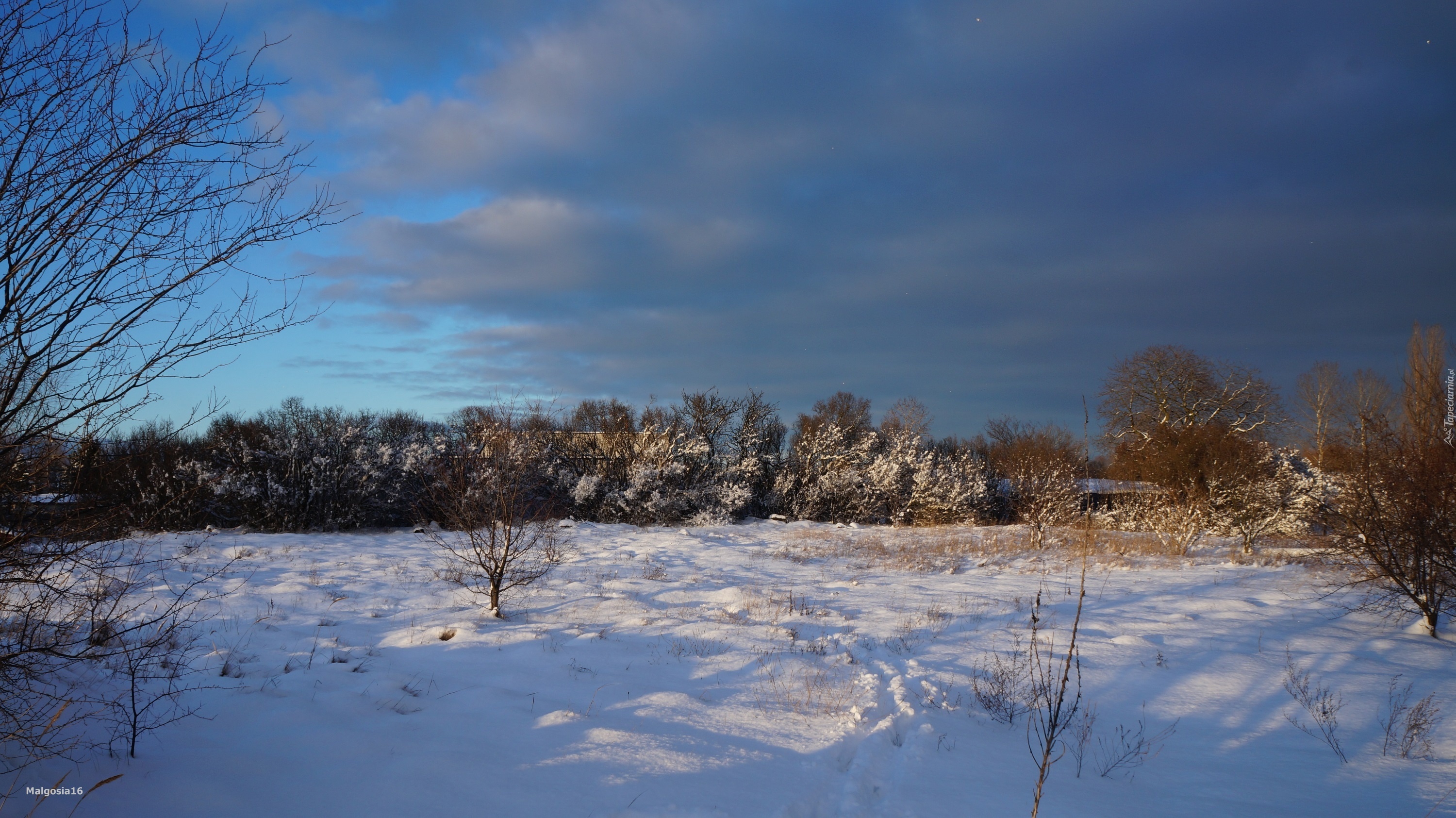 Zima, Śnieg, Drzewa