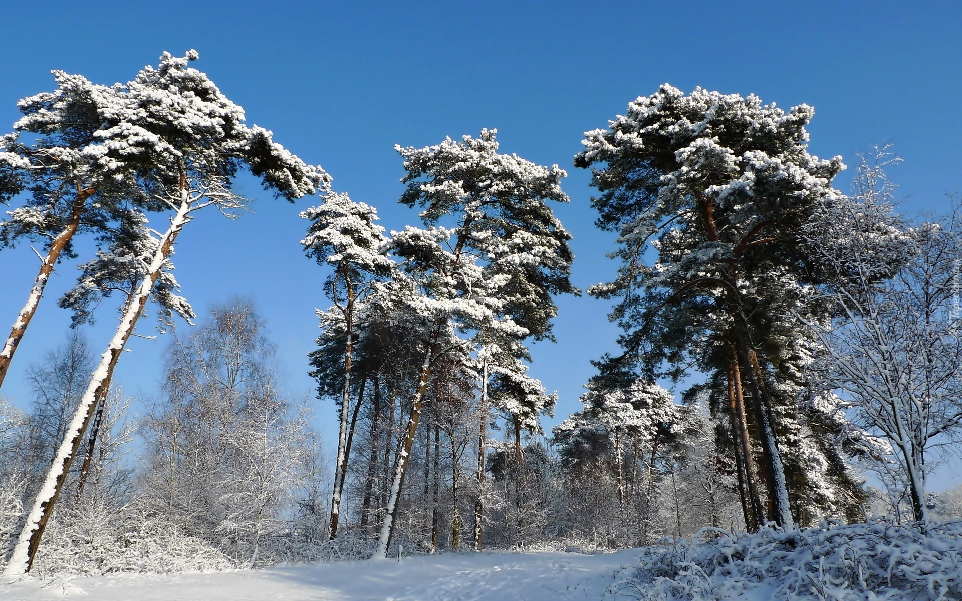 Zima, Śnieg, Las, Drzewa